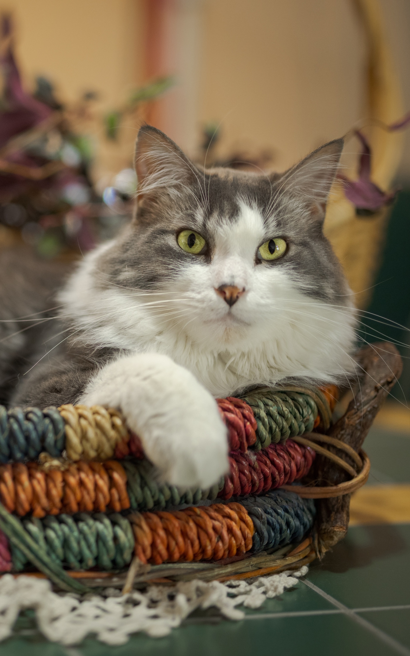 Baixe gratuitamente a imagem Animais, Gatos, Gato, Maine Coon na área de trabalho do seu PC