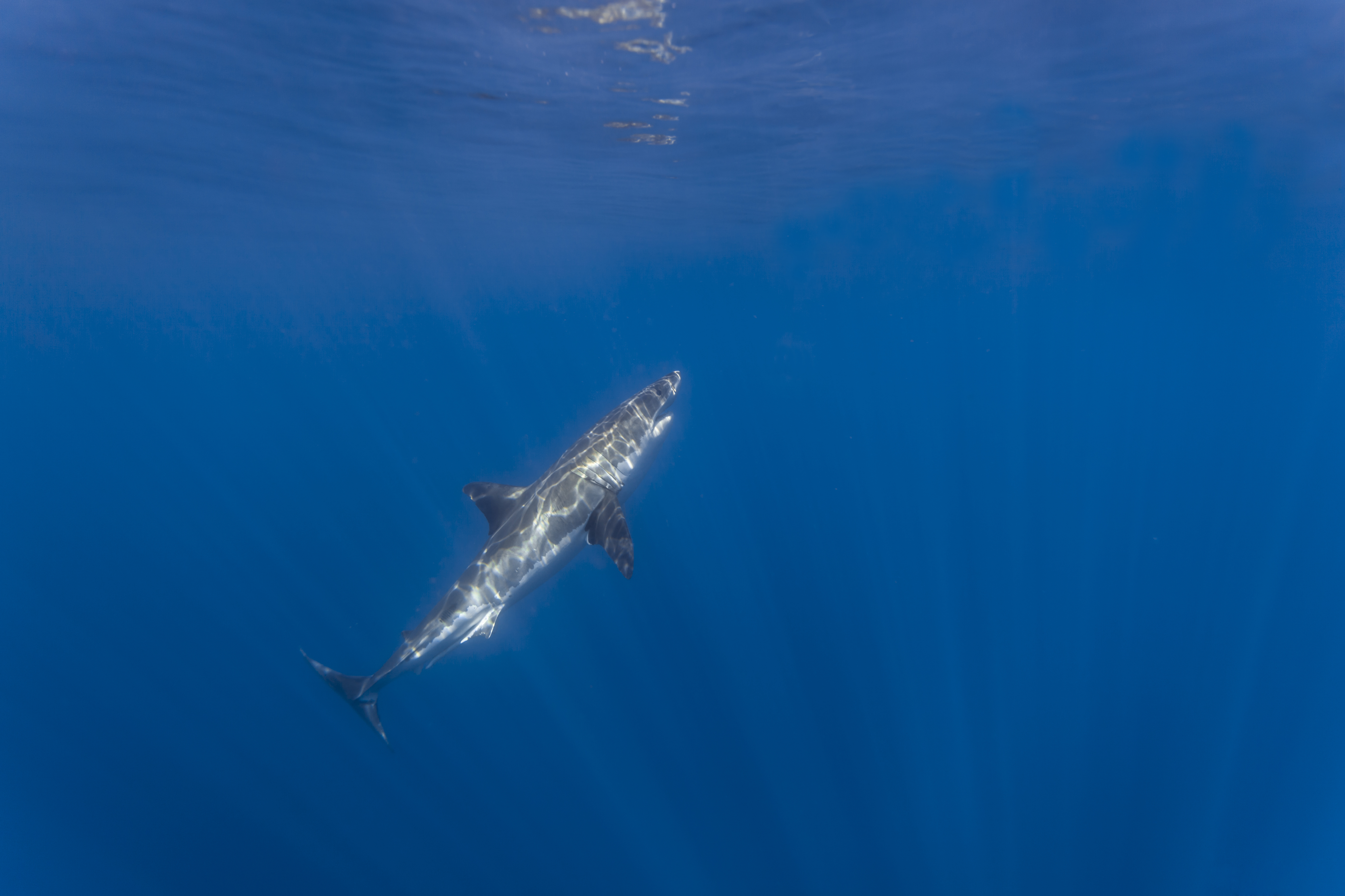 Descarga gratuita de fondo de pantalla para móvil de Tiburones, Tiburón, Animales.