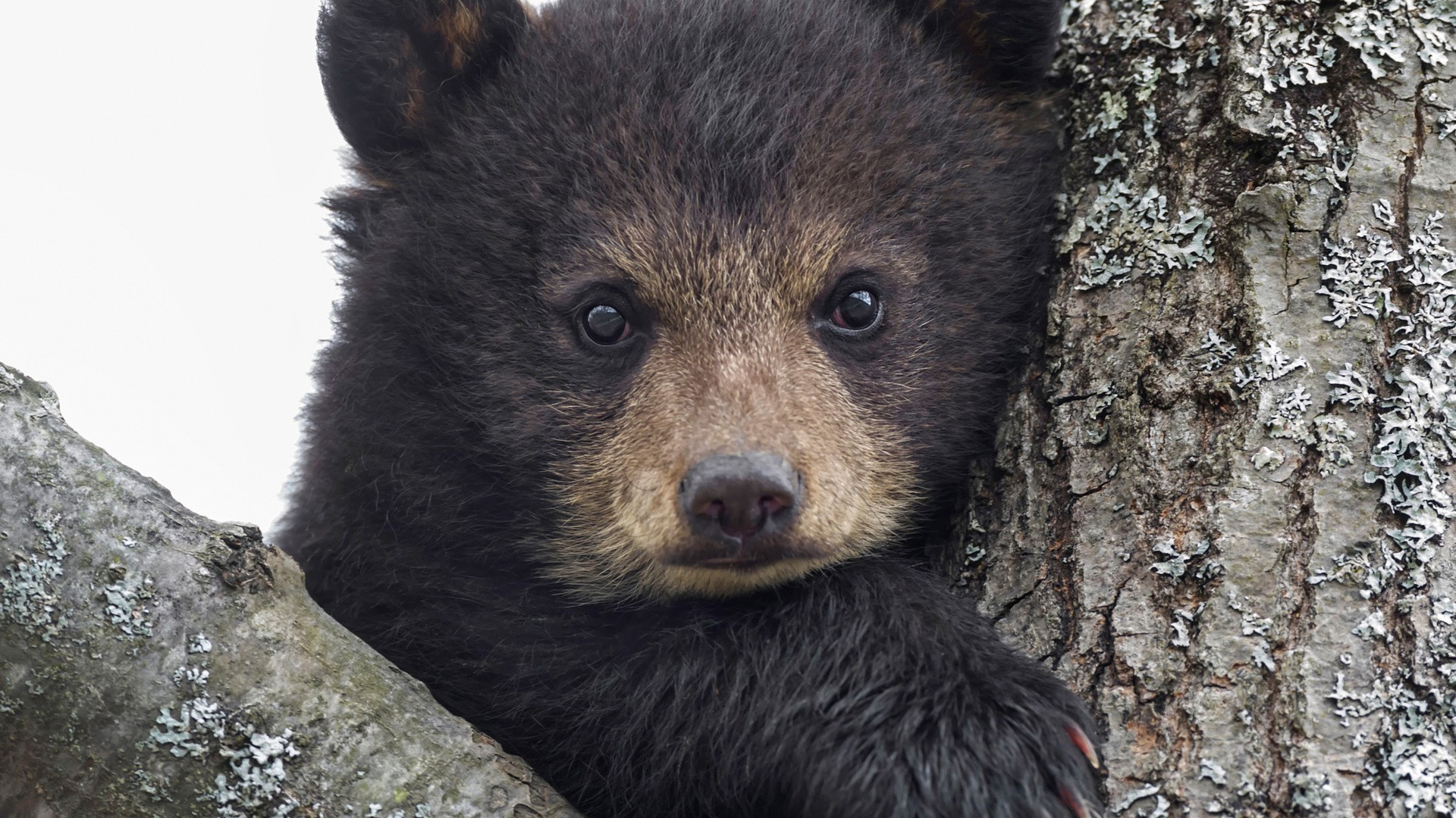 Free download wallpaper Bear, Animal, Face, Cute, Cub on your PC desktop