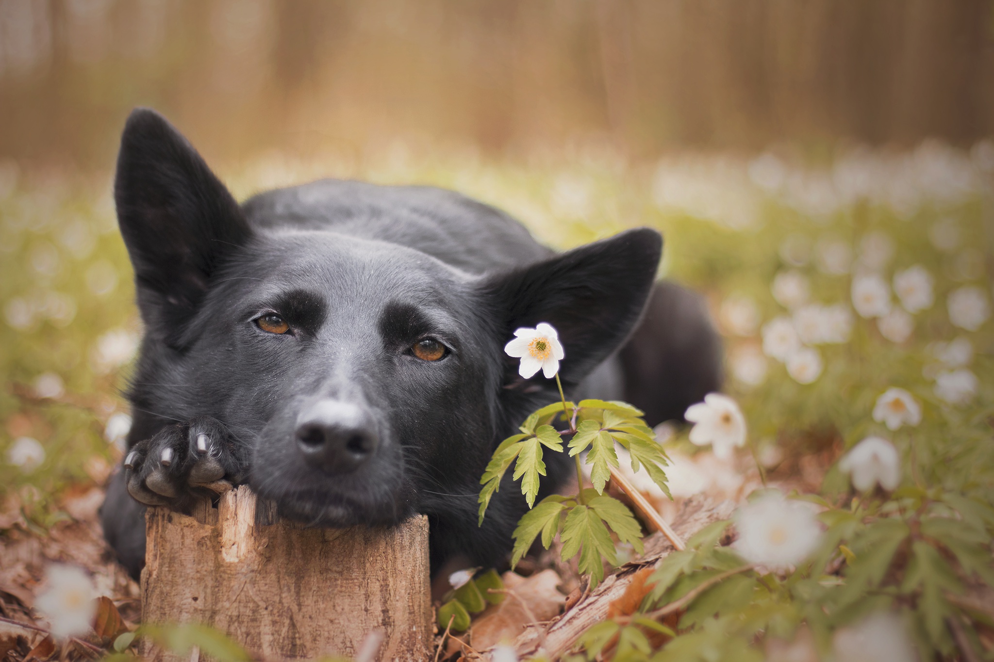 PCデスクトップに動物, 犬, 被写界深度画像を無料でダウンロード