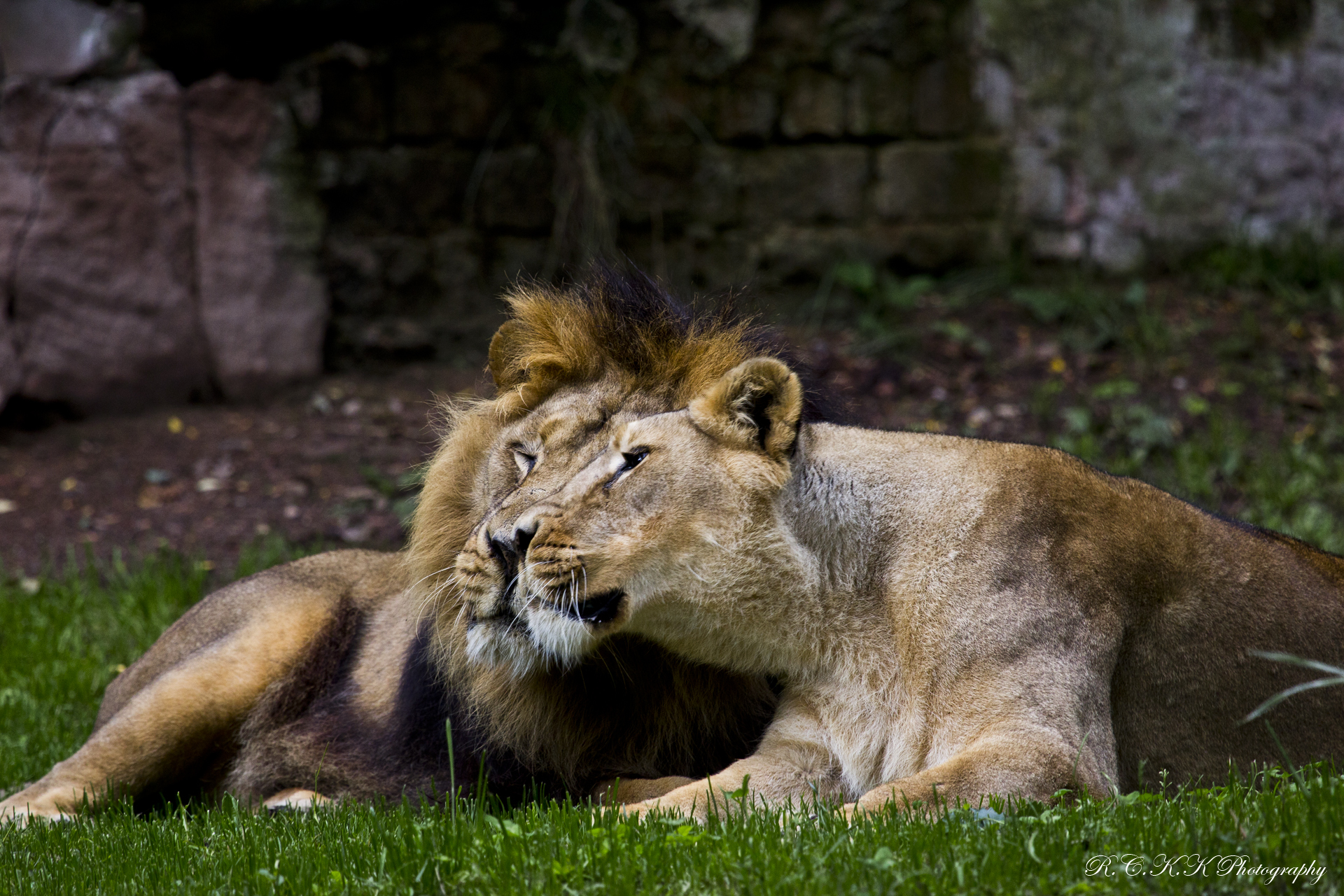 Téléchargez des papiers peints mobile Animaux, Chats, Lion gratuitement.