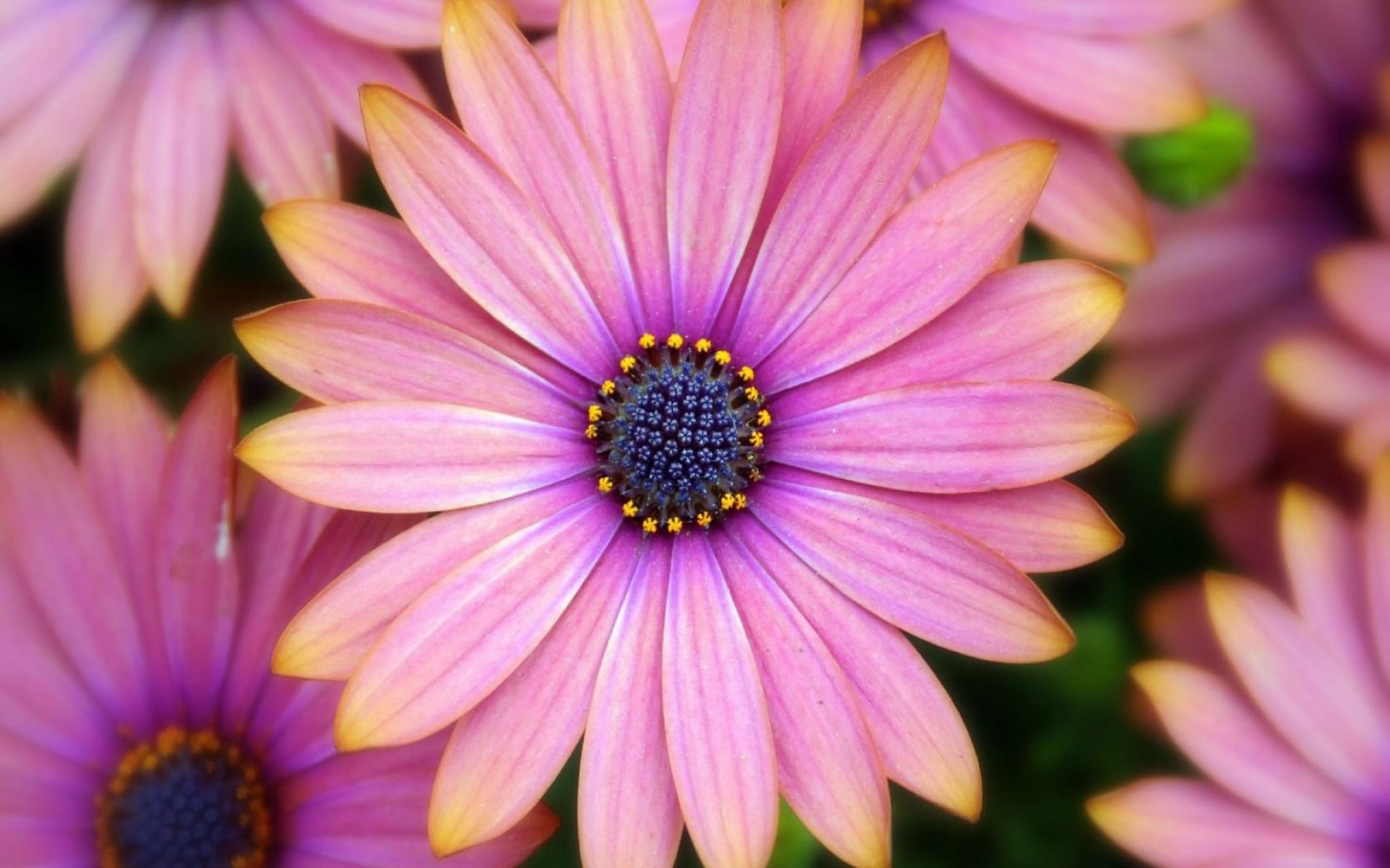 Laden Sie das Blume, Gänseblümchen, Erde/natur, Pinke Blume, Kapkörbchen-Bild kostenlos auf Ihren PC-Desktop herunter