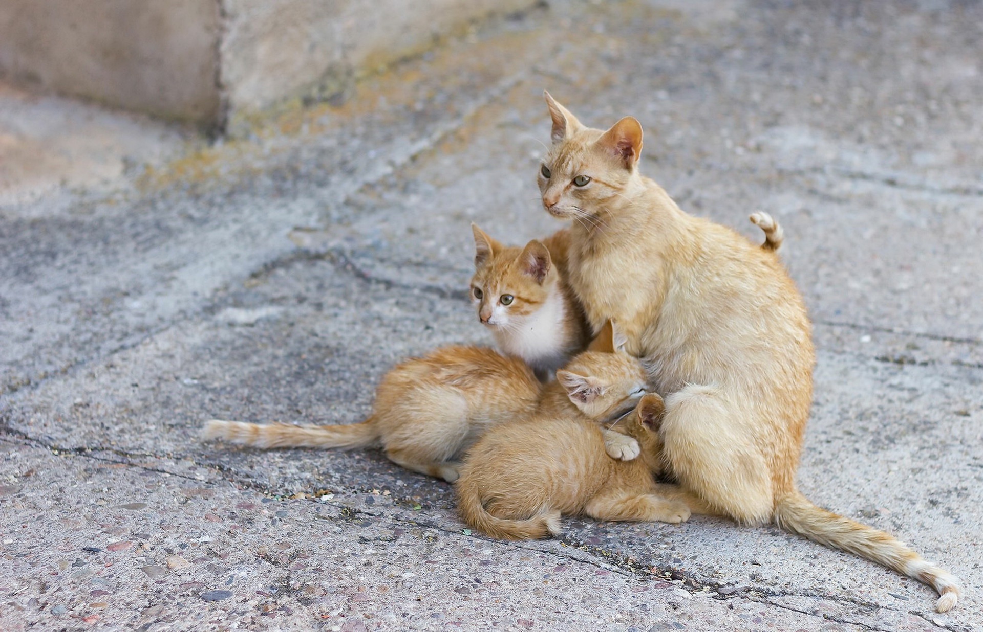 Handy-Wallpaper Tiere, Katzen, Katze, Kätzchen, Tierbaby kostenlos herunterladen.