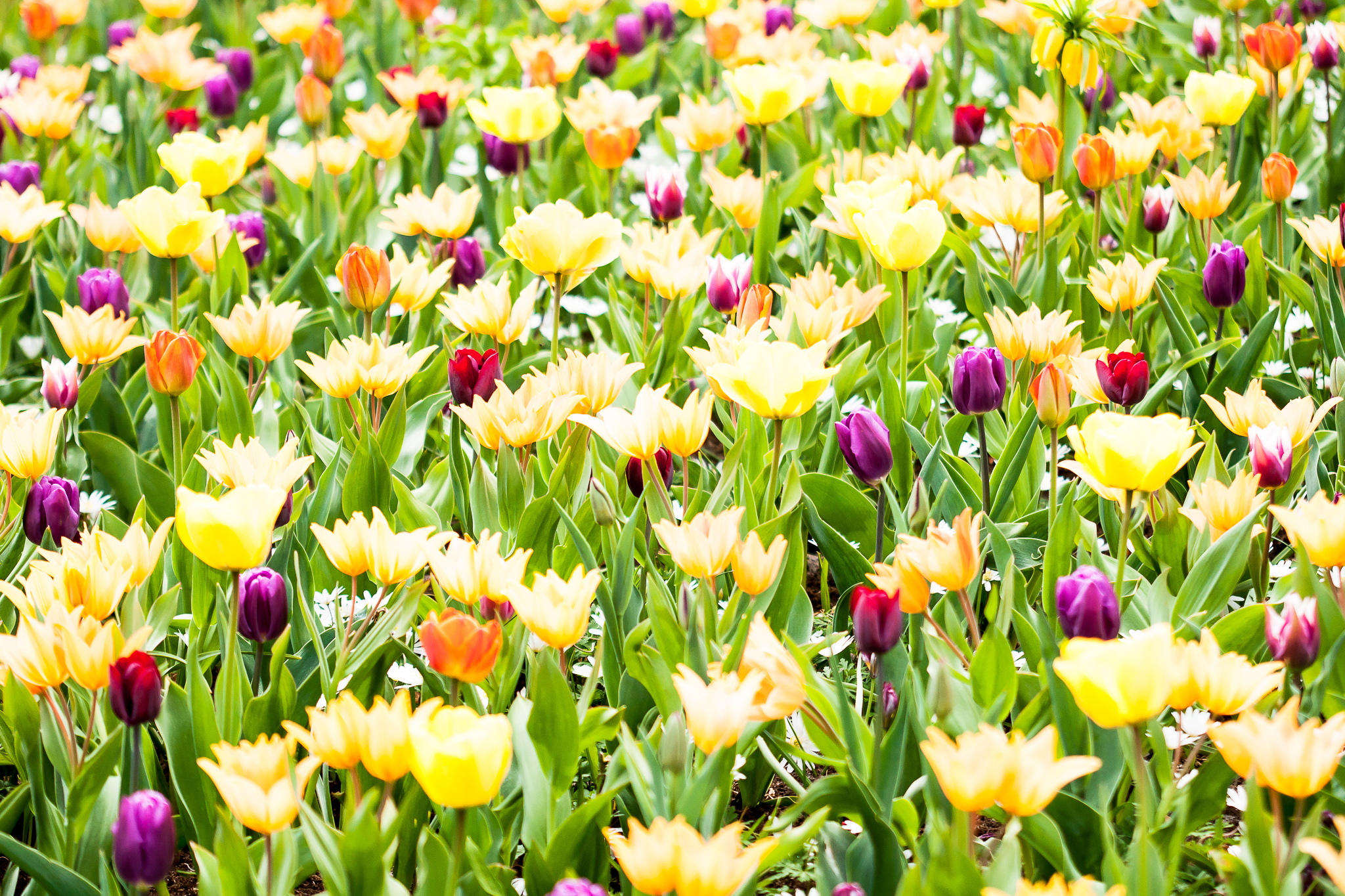Laden Sie das Natur, Blumen, Sommer, Blume, Gelbe Blume, Lila Blume, Erde/natur-Bild kostenlos auf Ihren PC-Desktop herunter