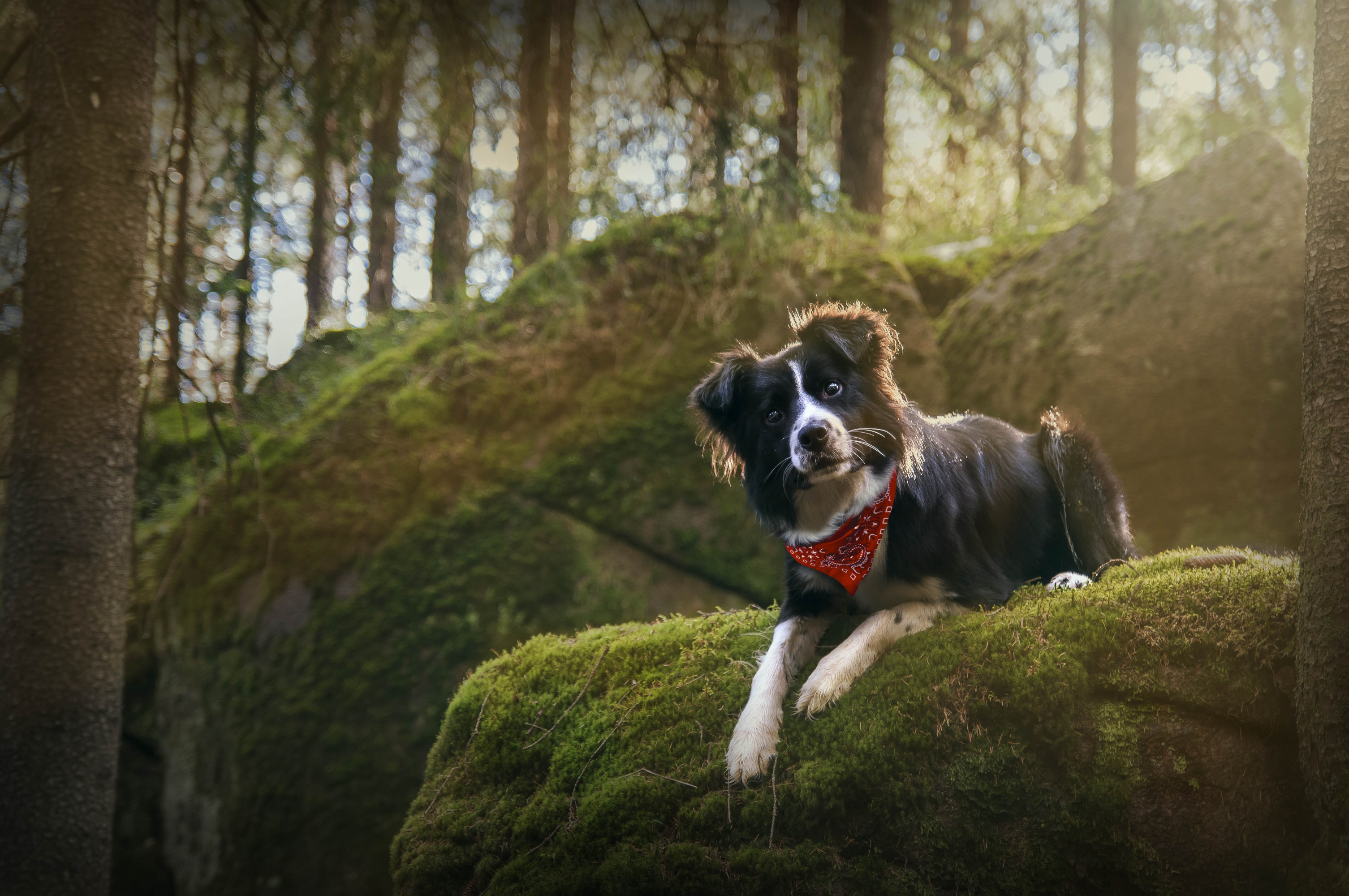 Free download wallpaper Dogs, Forest, Dog, Animal, Border Collie on your PC desktop