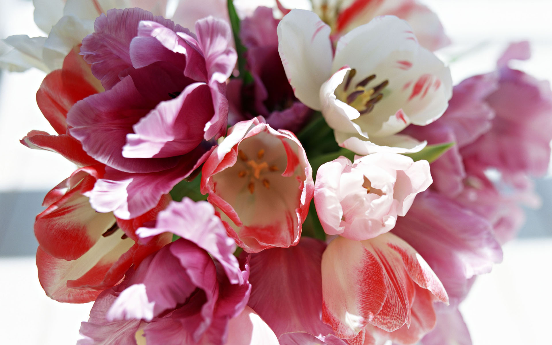 Baixe gratuitamente a imagem Flores, Flor, Tulipa, Terra/natureza na área de trabalho do seu PC