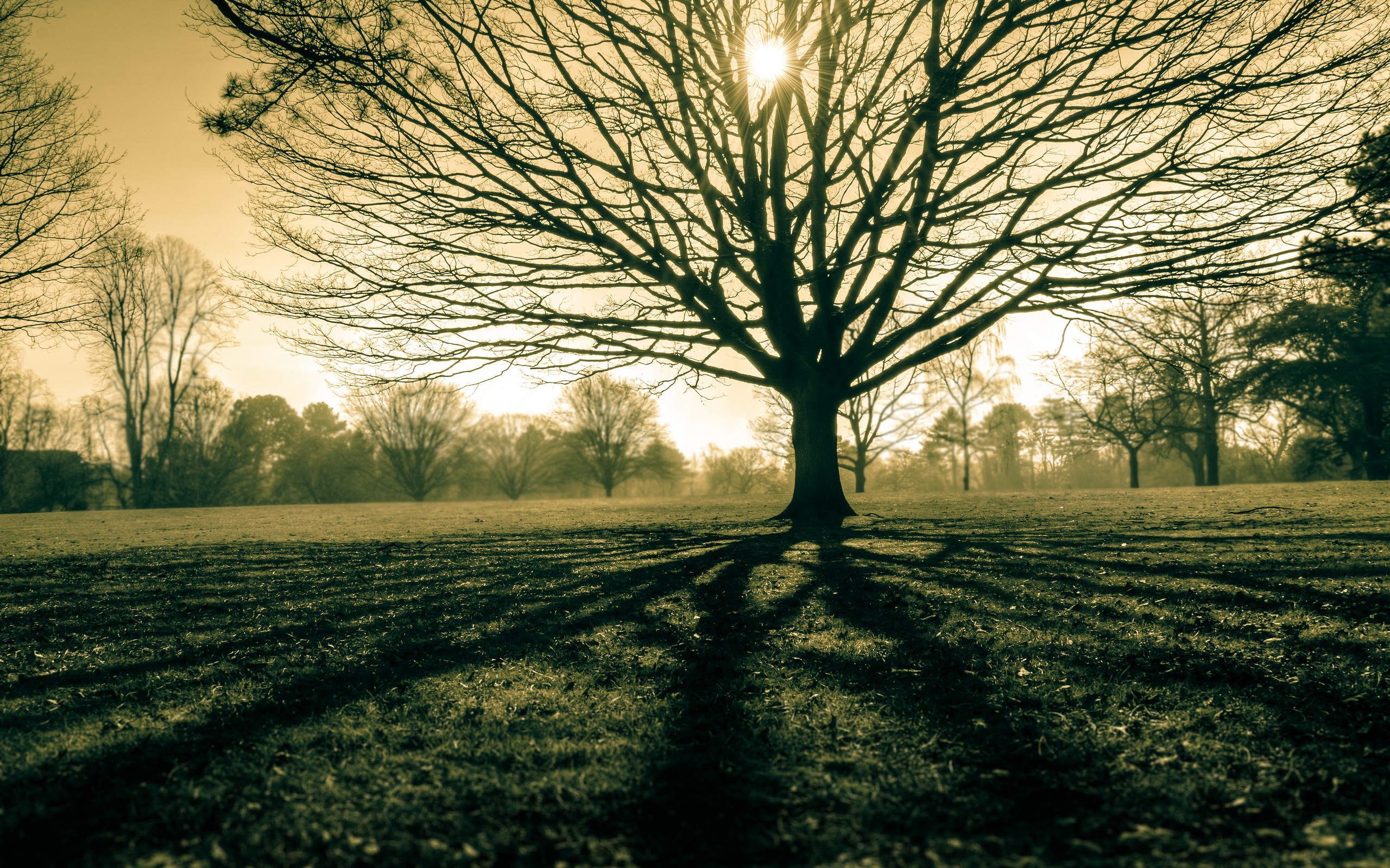Download mobile wallpaper Trees, Sunbeam, Field, Tree, Nature, Earth, Landscape for free.