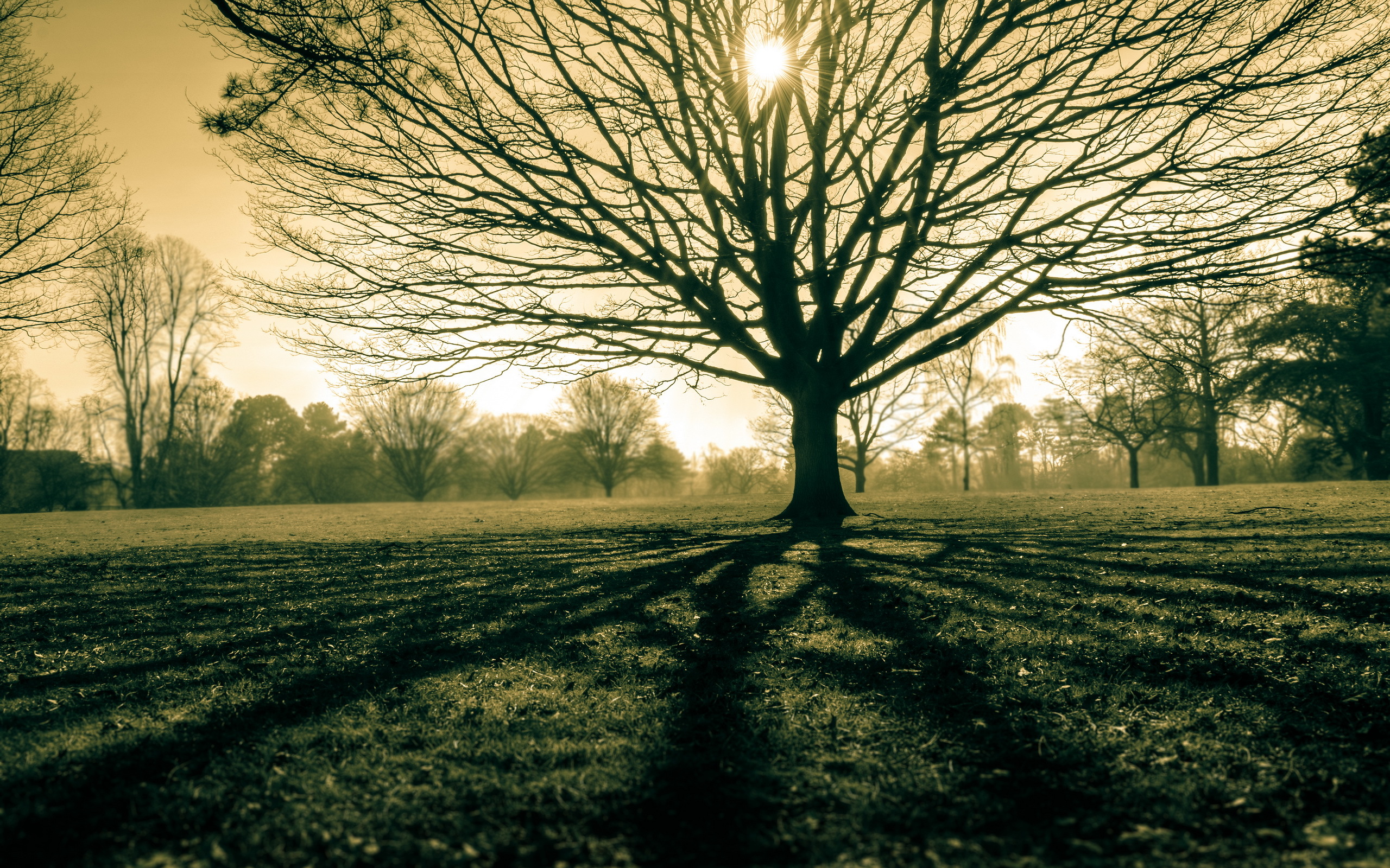 Téléchargez gratuitement l'image Paysage, Arbre, Champ, Des Arbres, Rayon De Soleil, La Nature, Terre/nature sur le bureau de votre PC