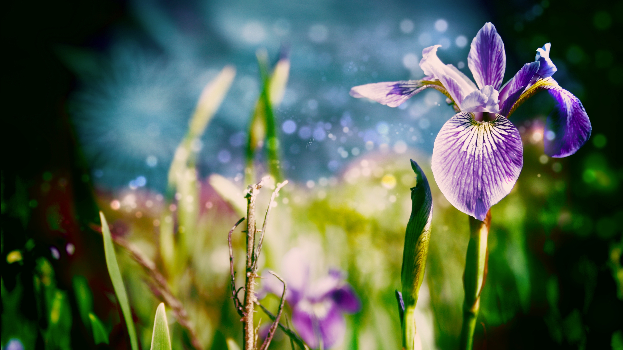 240051 descargar fondo de pantalla tierra/naturaleza, iris, flor, flores: protectores de pantalla e imágenes gratis