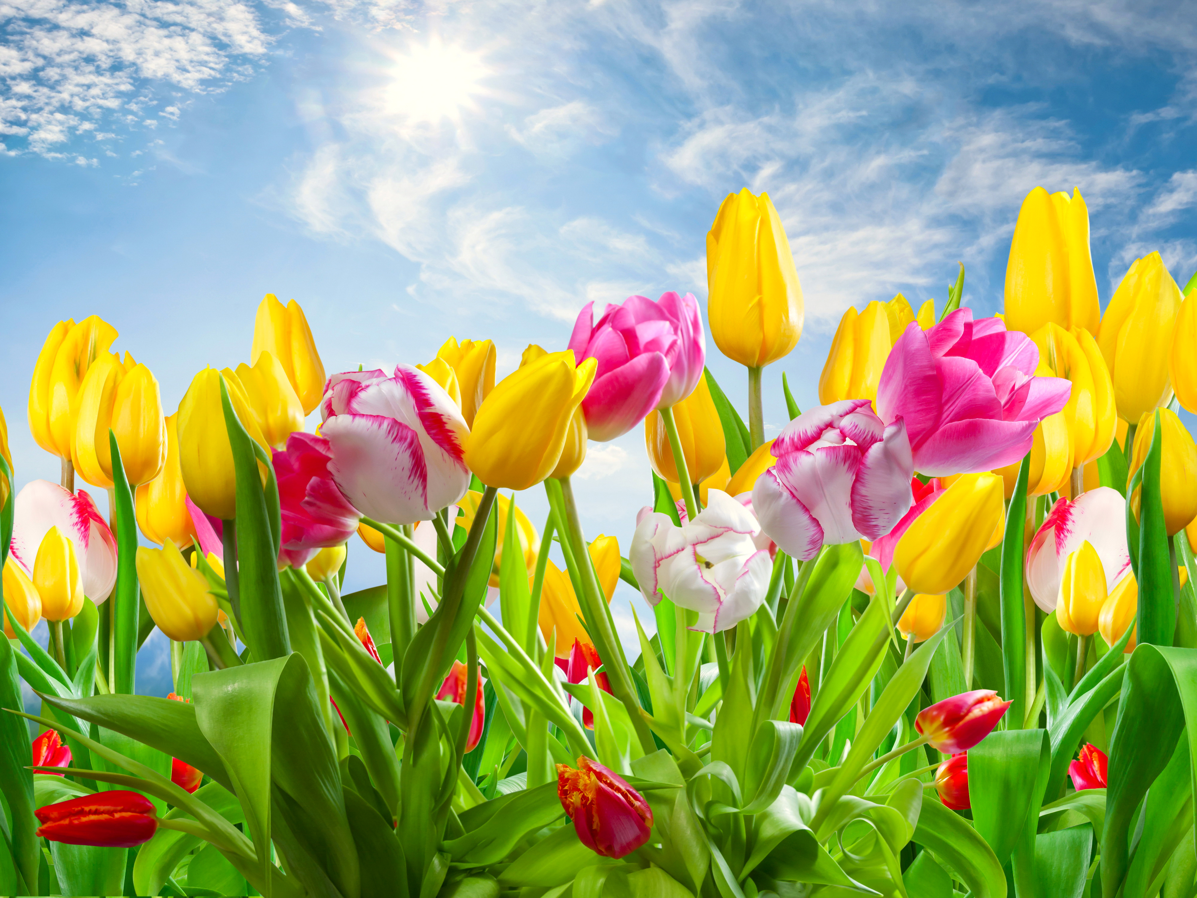Free download wallpaper Nature, Flowers, Flower, Earth, Colorful, Tulip on your PC desktop