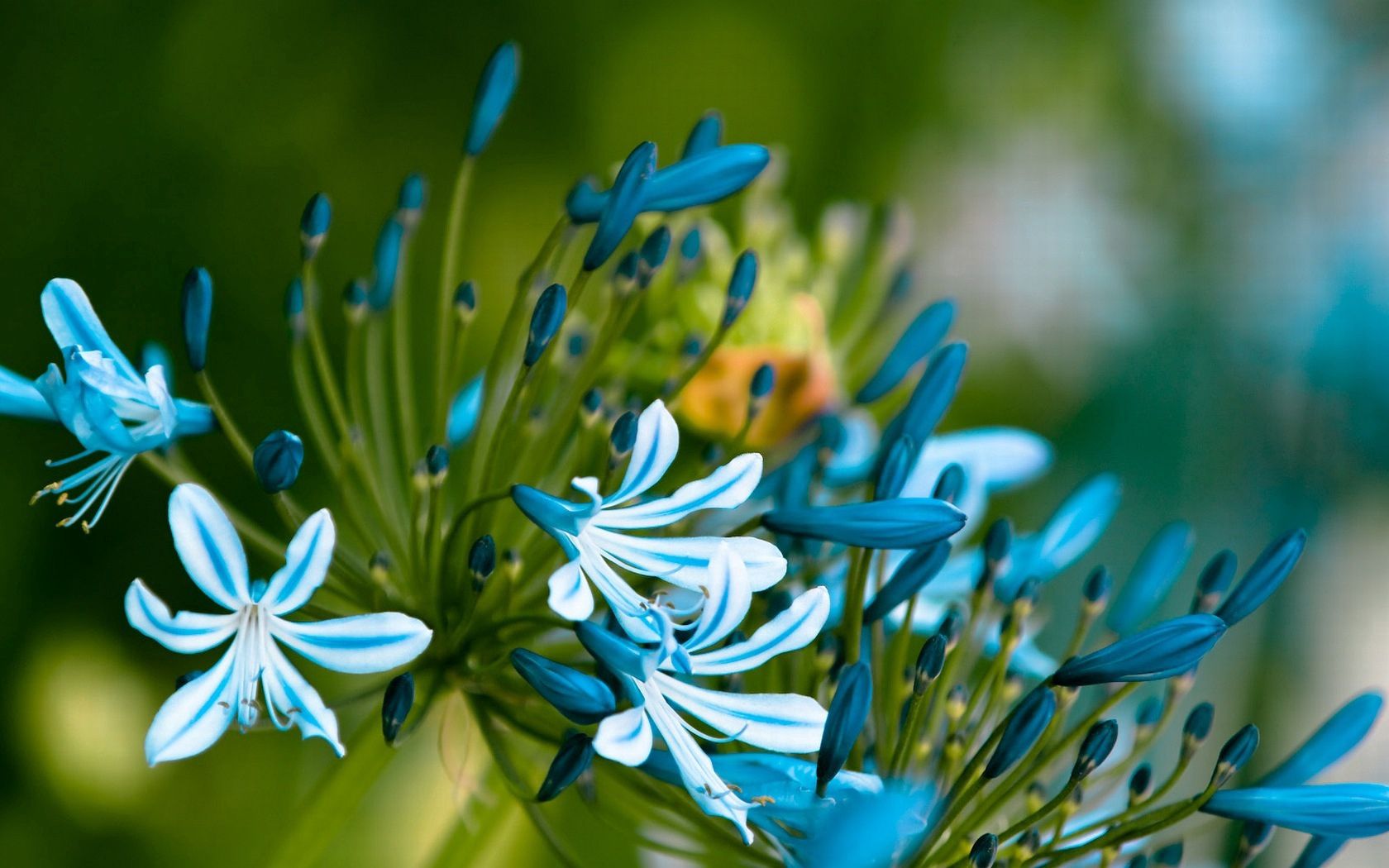 flowers, leaves, white, blue, petals, buds