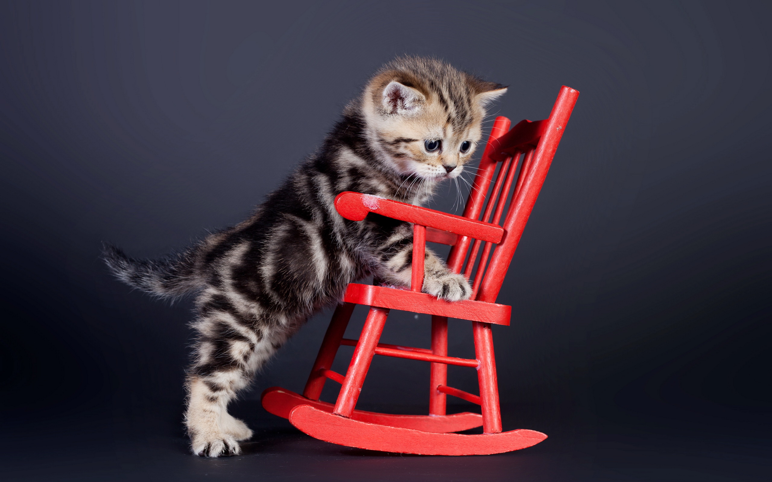 Baixe gratuitamente a imagem Animais, Gatos, Gato, Gatinho, Fofo, Animal Bebê na área de trabalho do seu PC