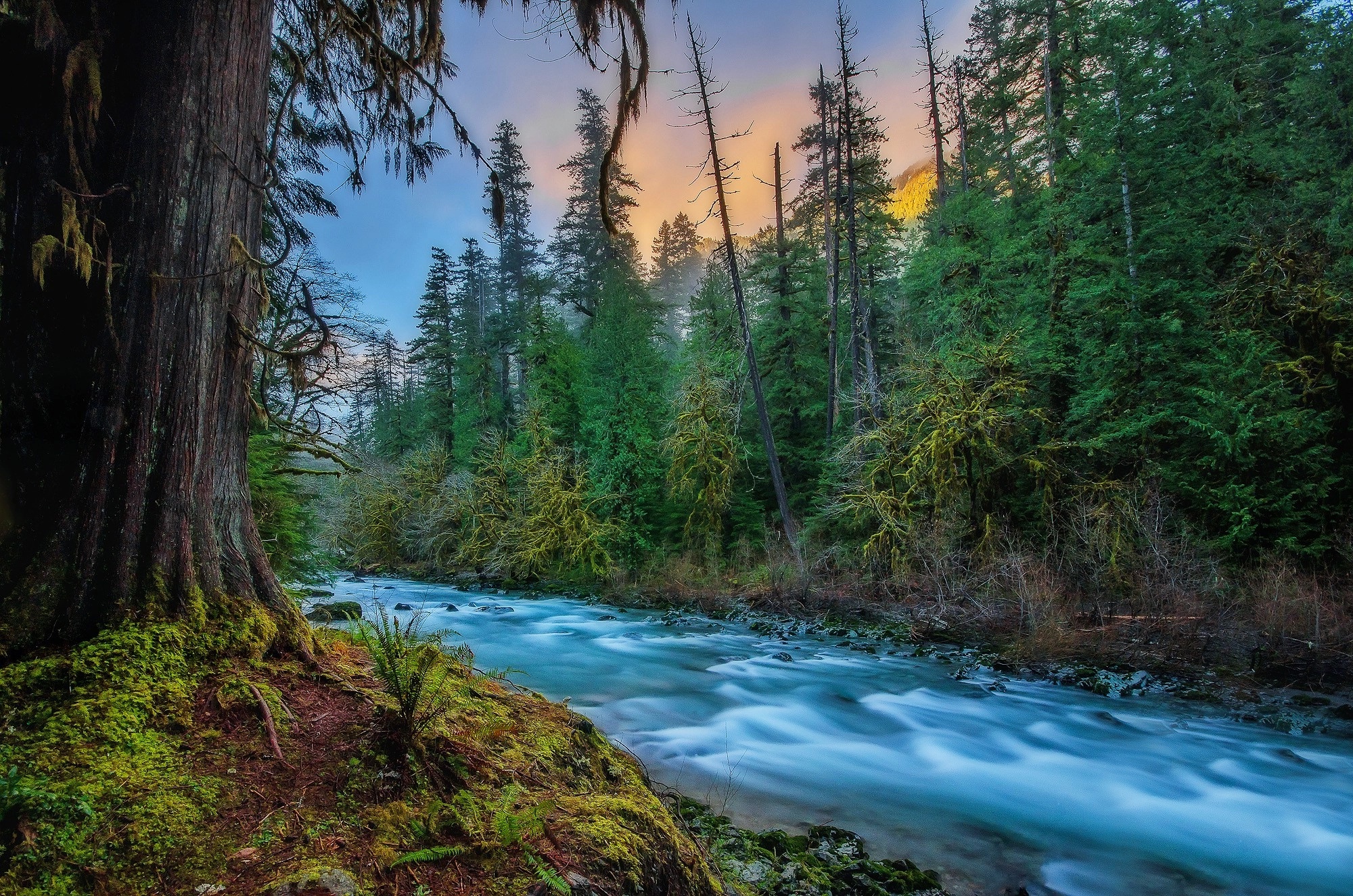 Laden Sie das Natur, Wald, Baum, Fluss, Schaum, Erde/natur-Bild kostenlos auf Ihren PC-Desktop herunter