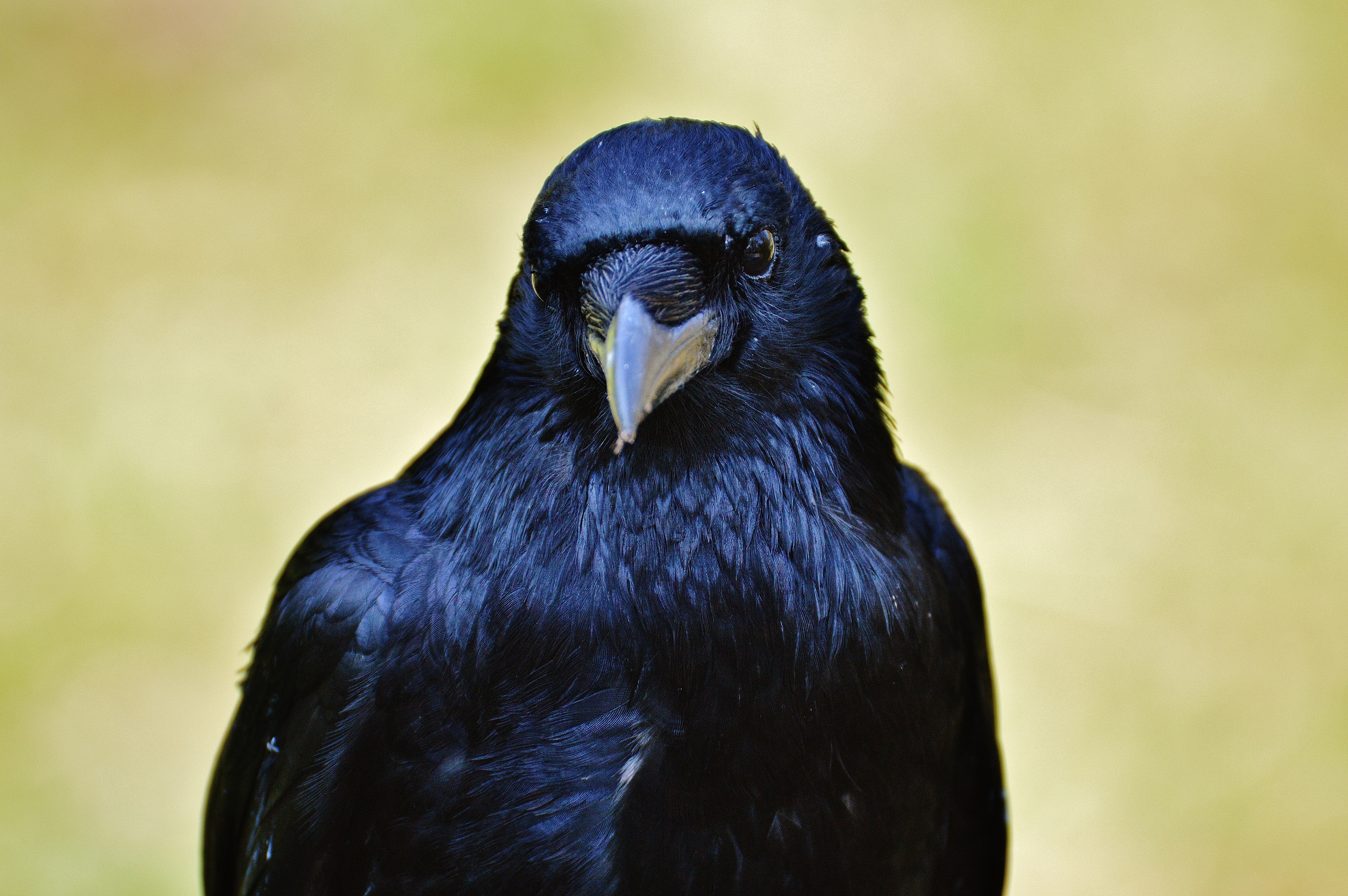 Download mobile wallpaper Animals, Beak, Bird, Raven for free.