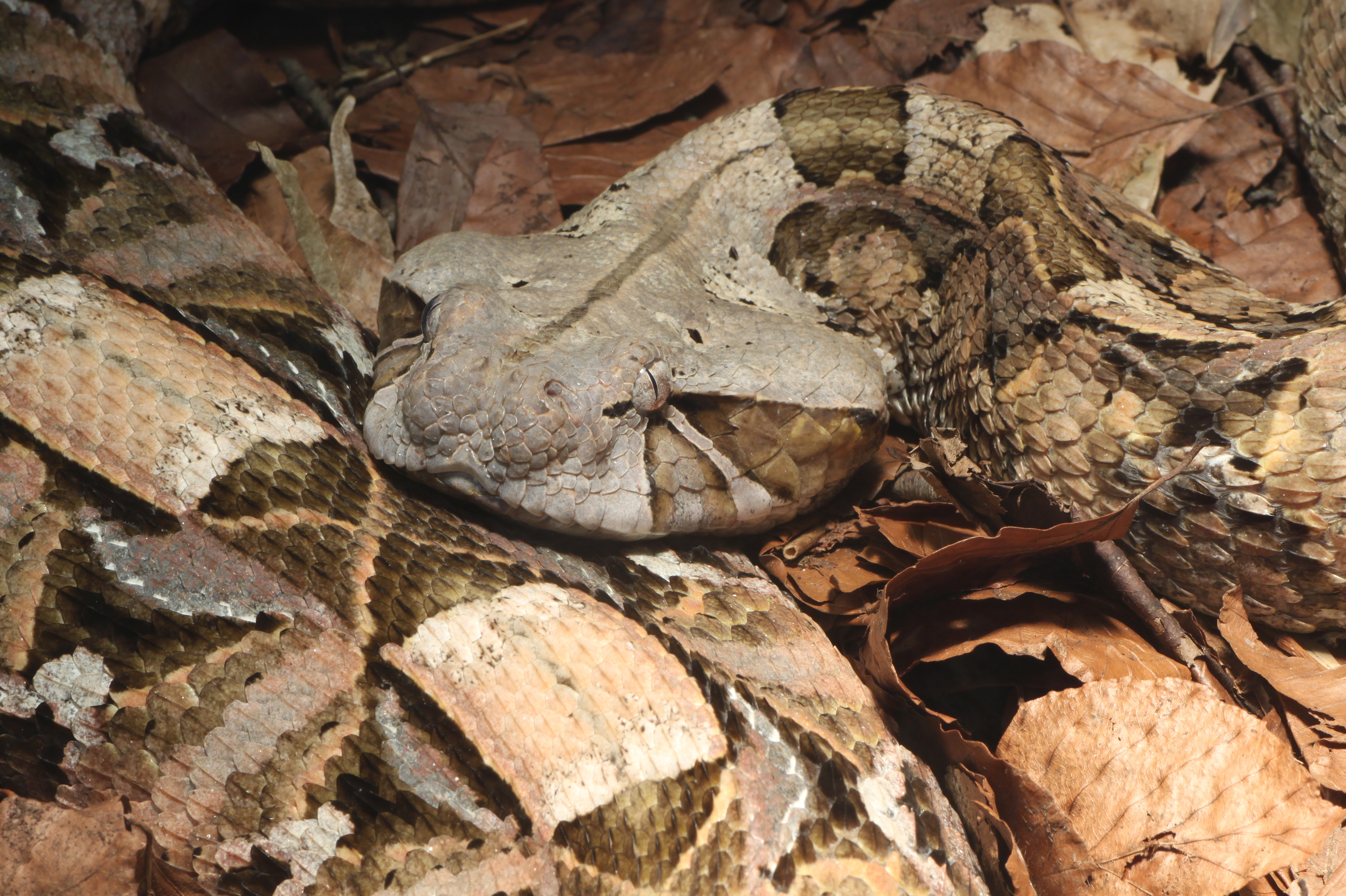 Laden Sie Gabun Viper HD-Desktop-Hintergründe herunter