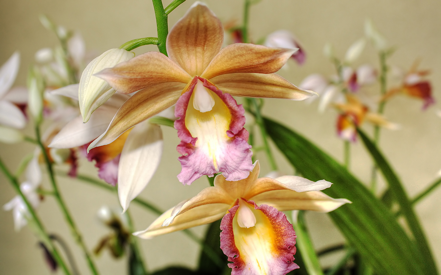 Descarga gratuita de fondo de pantalla para móvil de Flores, Orquídea, Tierra/naturaleza.