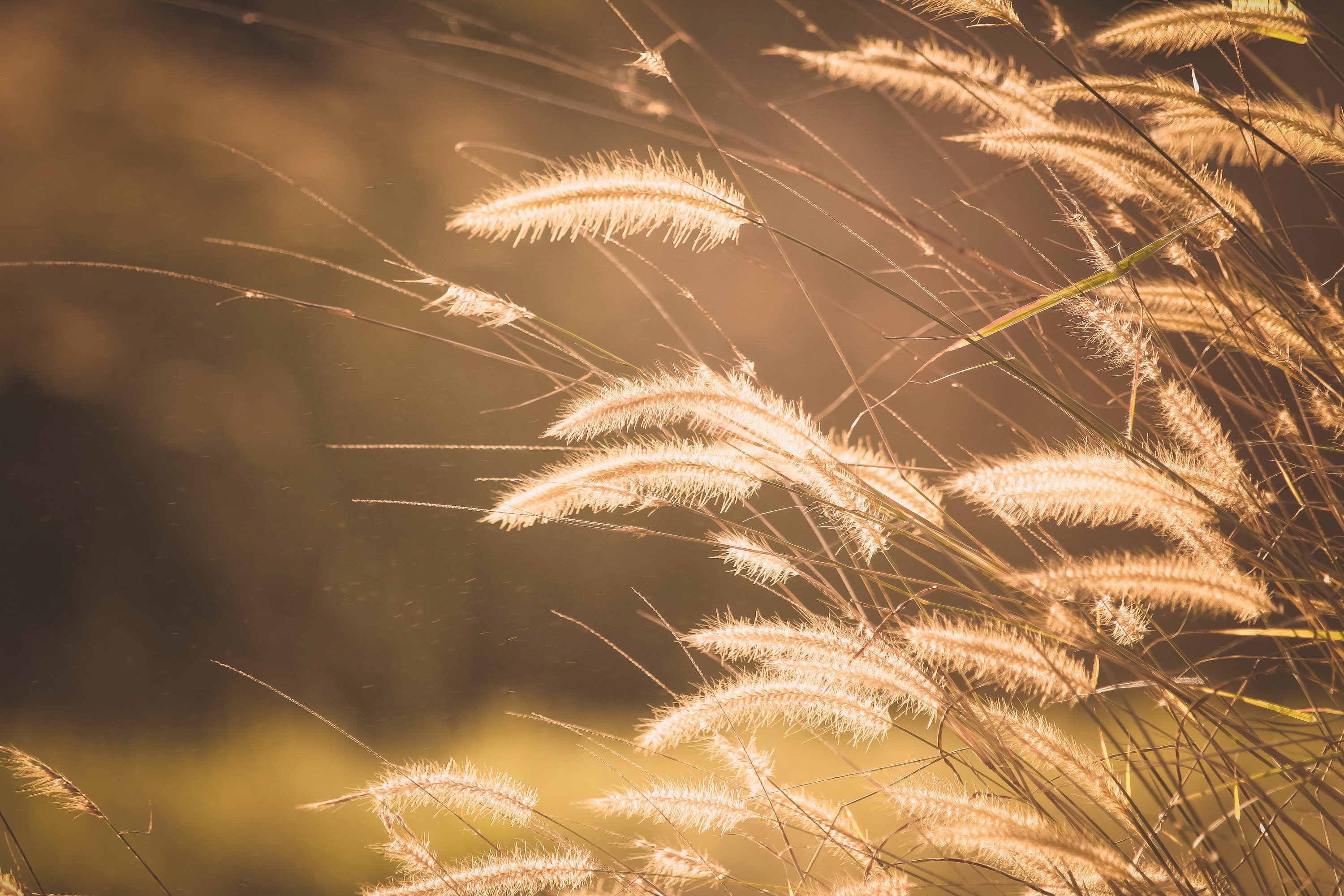 Laden Sie das Natur, Sonnig, Erde/natur, Planze-Bild kostenlos auf Ihren PC-Desktop herunter