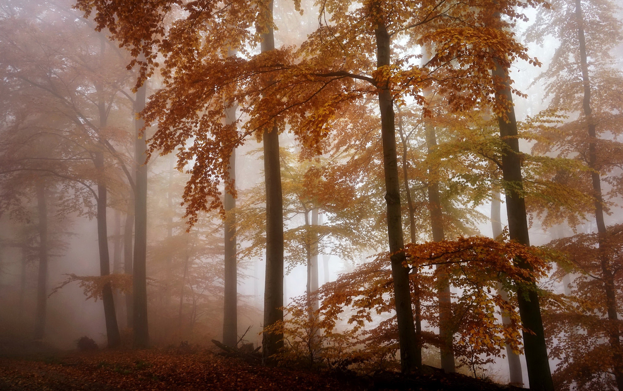Baixar papel de parede para celular de Natureza, Outono, Floresta, Árvore, Terra/natureza, Neblina gratuito.