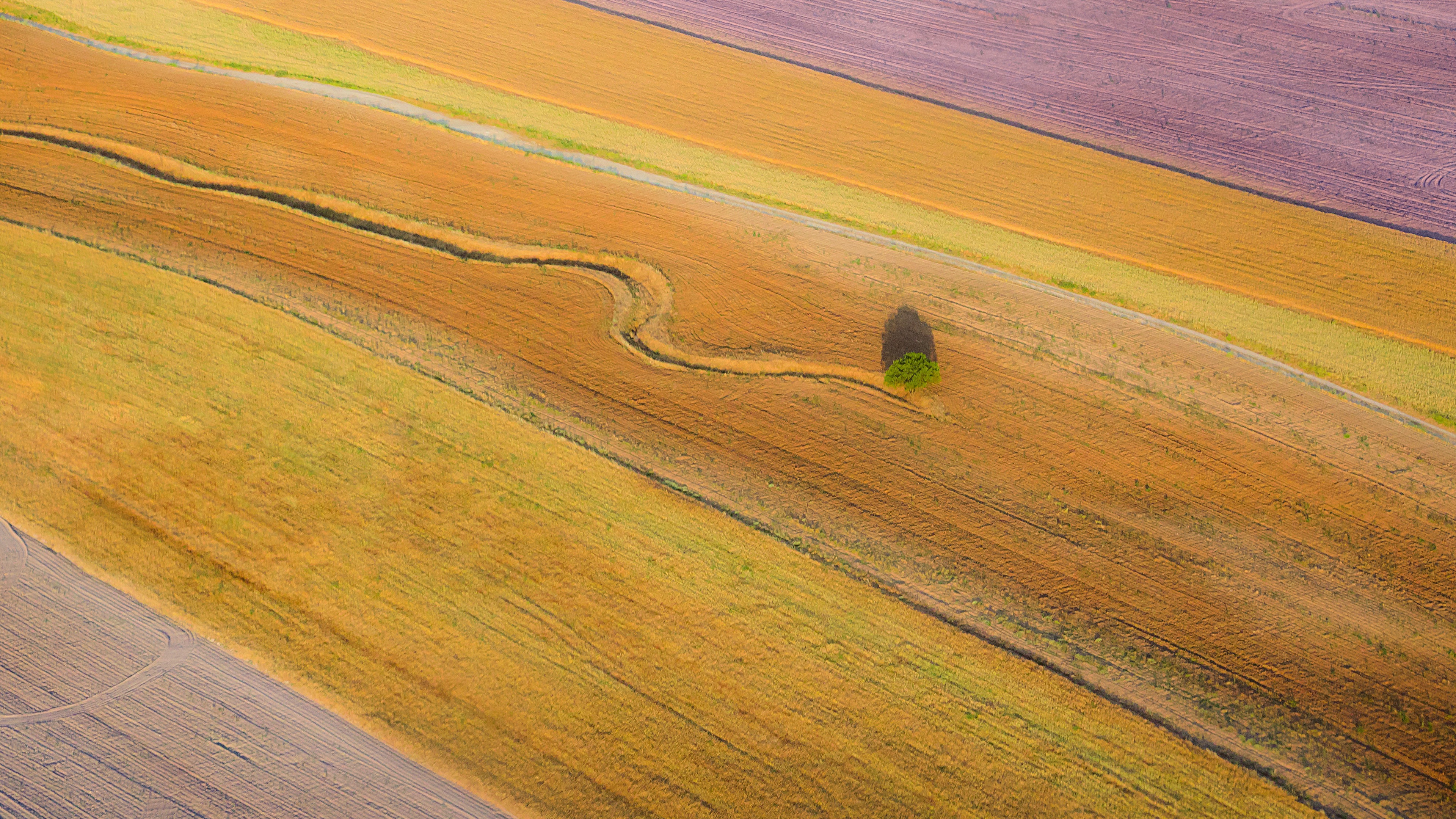 Descarga gratuita de fondo de pantalla para móvil de Naturaleza, Árbol, Campo, Tierra/naturaleza.