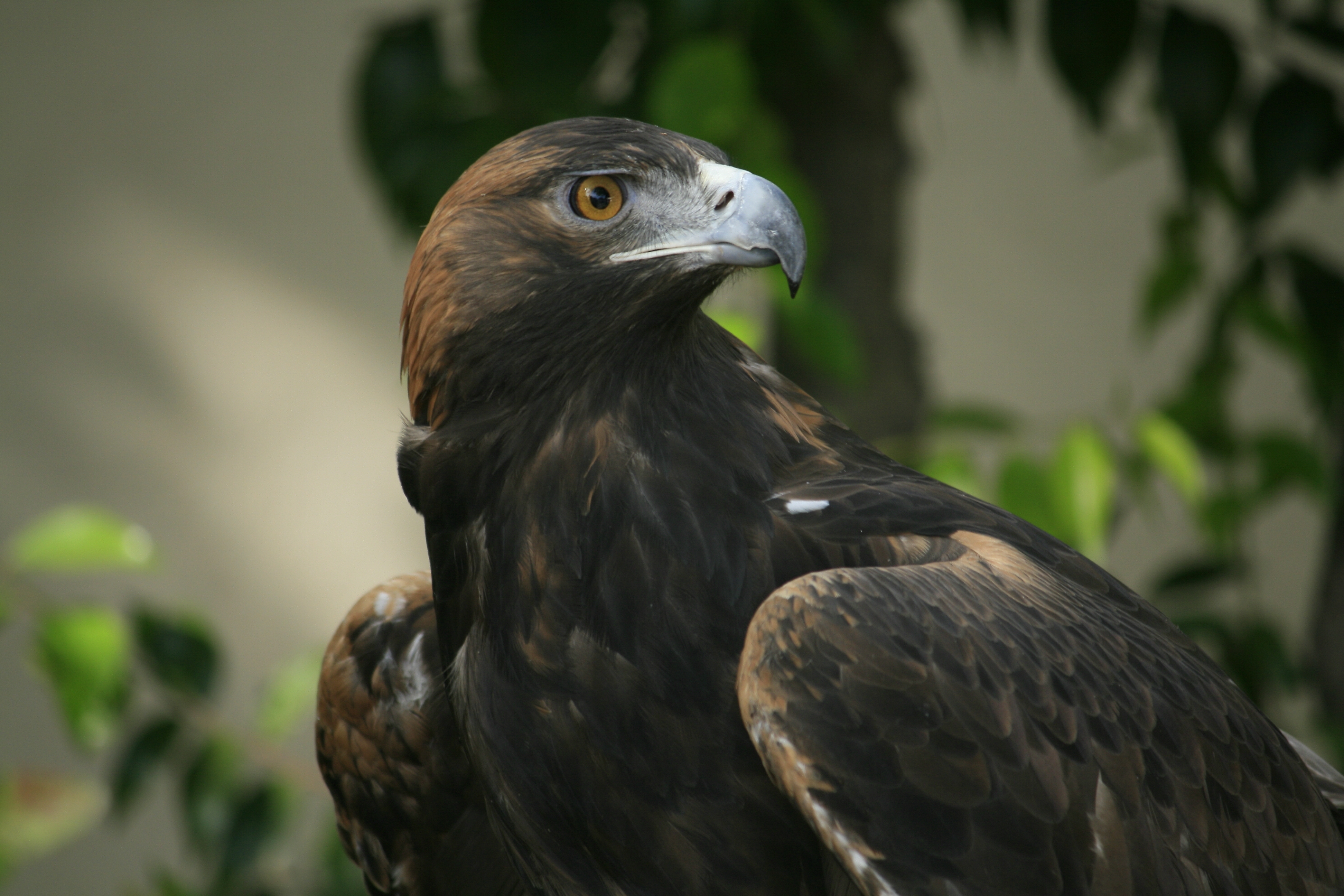 predator, eagle, animals, bird, beak, sight, opinion Full HD