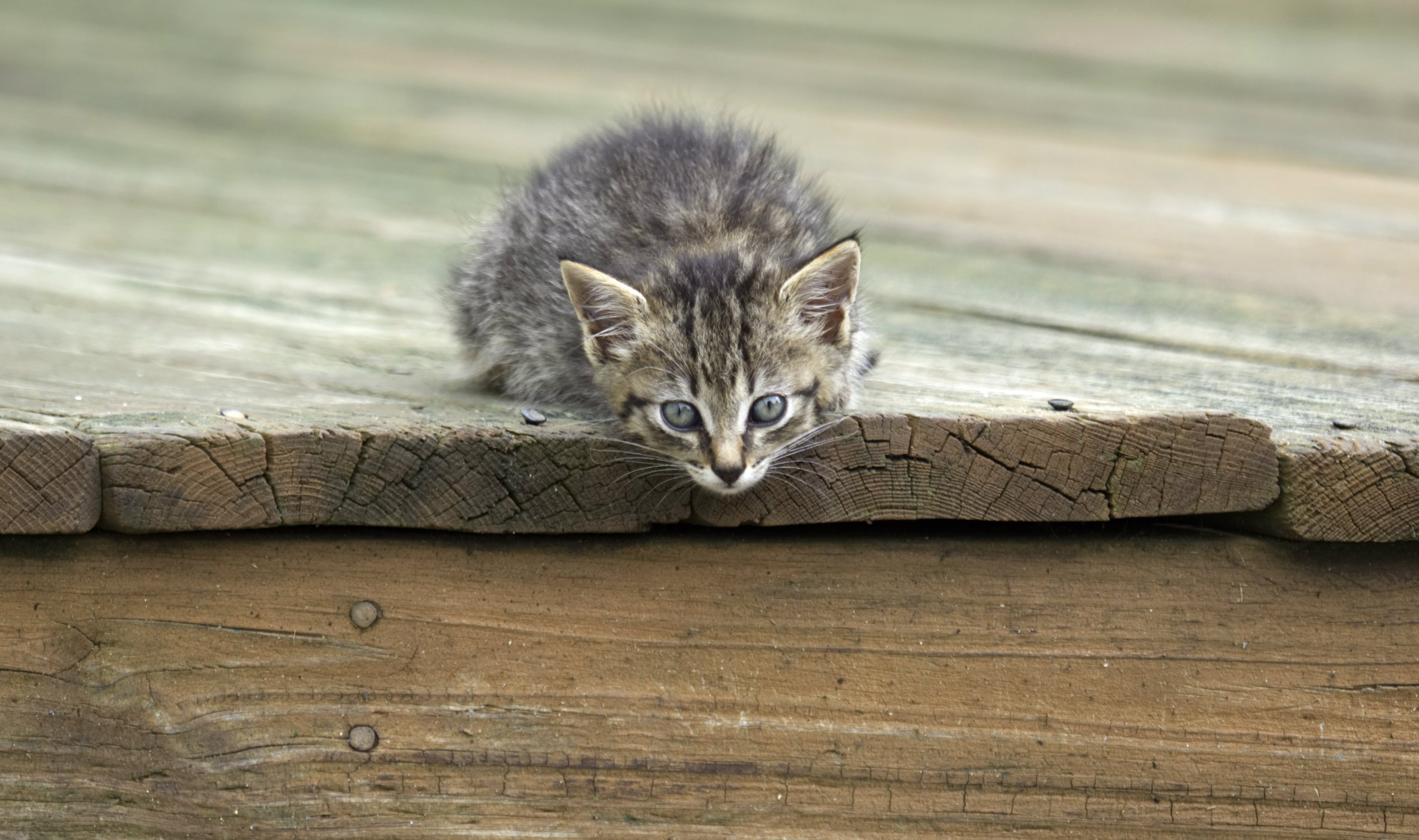 PCデスクトップに動物, ネコ, 猫, 子猫, 赤ちゃん動物画像を無料でダウンロード