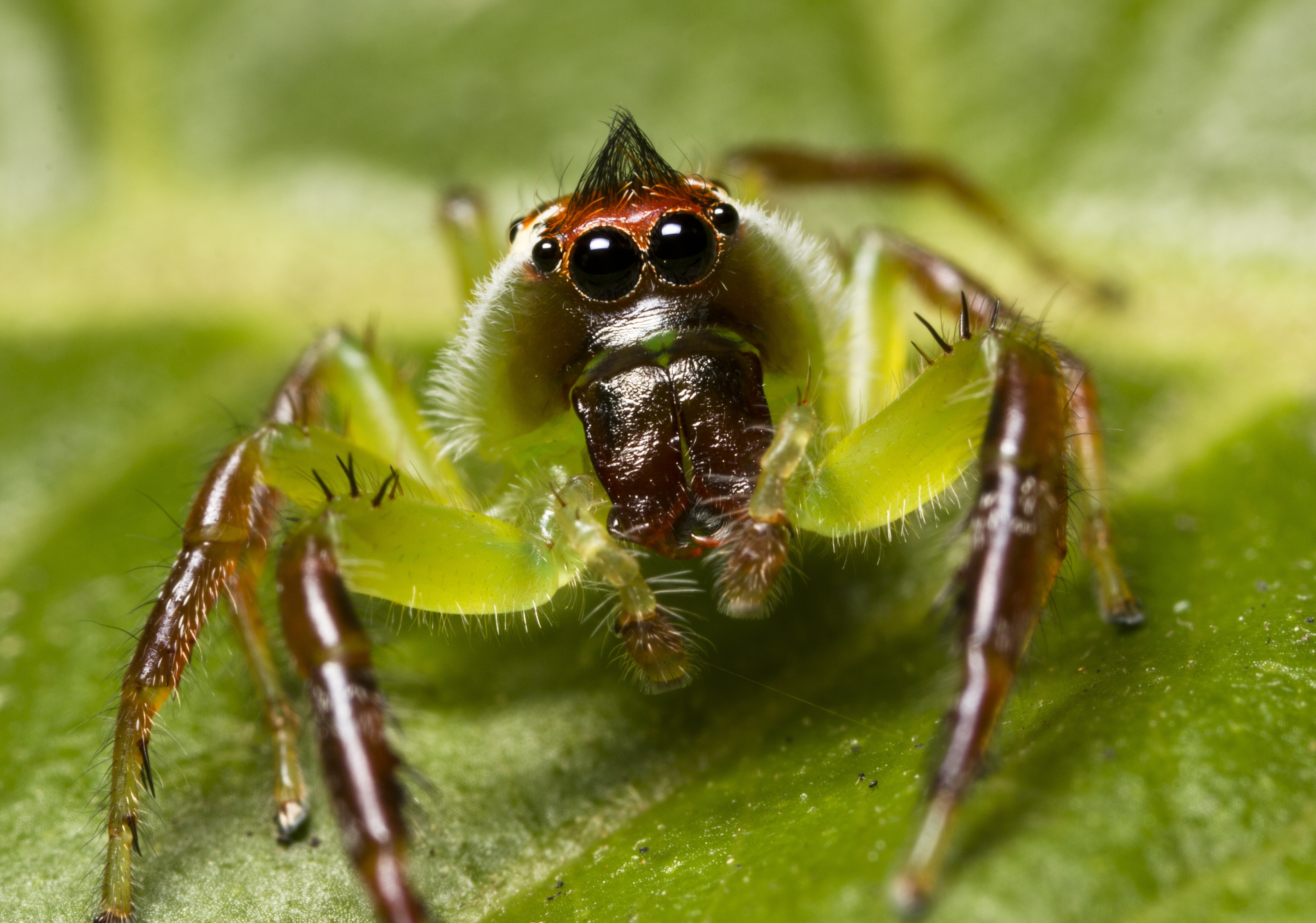 Laden Sie das Tiere, Spinne, Spinnen-Bild kostenlos auf Ihren PC-Desktop herunter