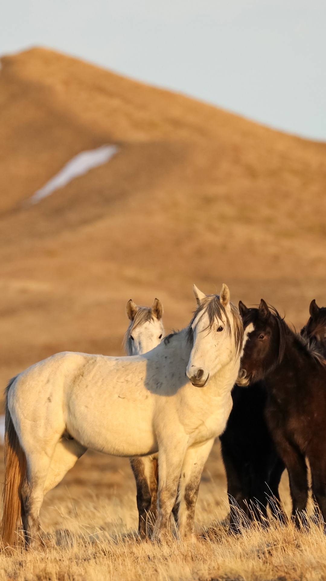 Téléchargez des papiers peints mobile Animaux, Cheval gratuitement.