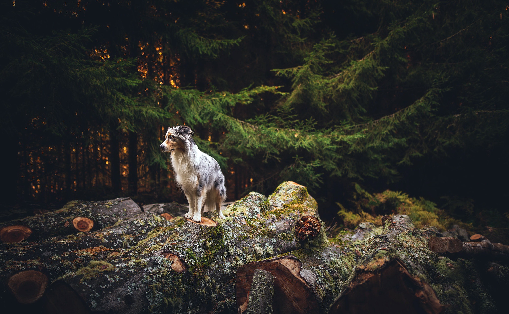 Descarga gratis la imagen Animales, Perros, Perro, Collie De La Frontera en el escritorio de tu PC