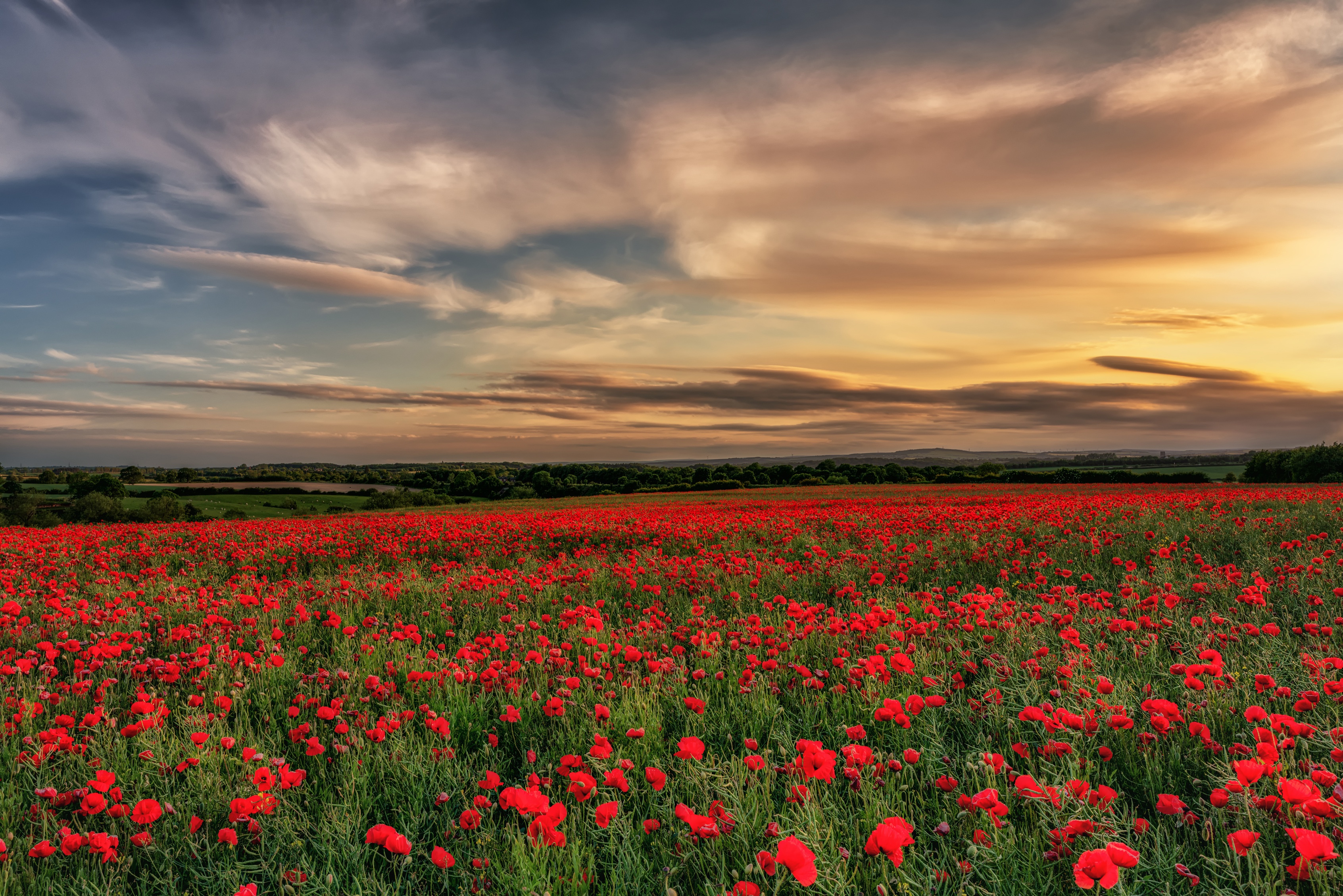 Handy-Wallpaper Natur, Blumen, Mohn, Sommer, Feld, Rote Blume, Erde/natur kostenlos herunterladen.