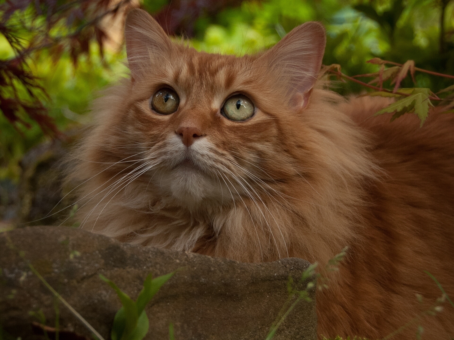 Baixar papel de parede para celular de Animais, Gatos, Gato, Focinho gratuito.