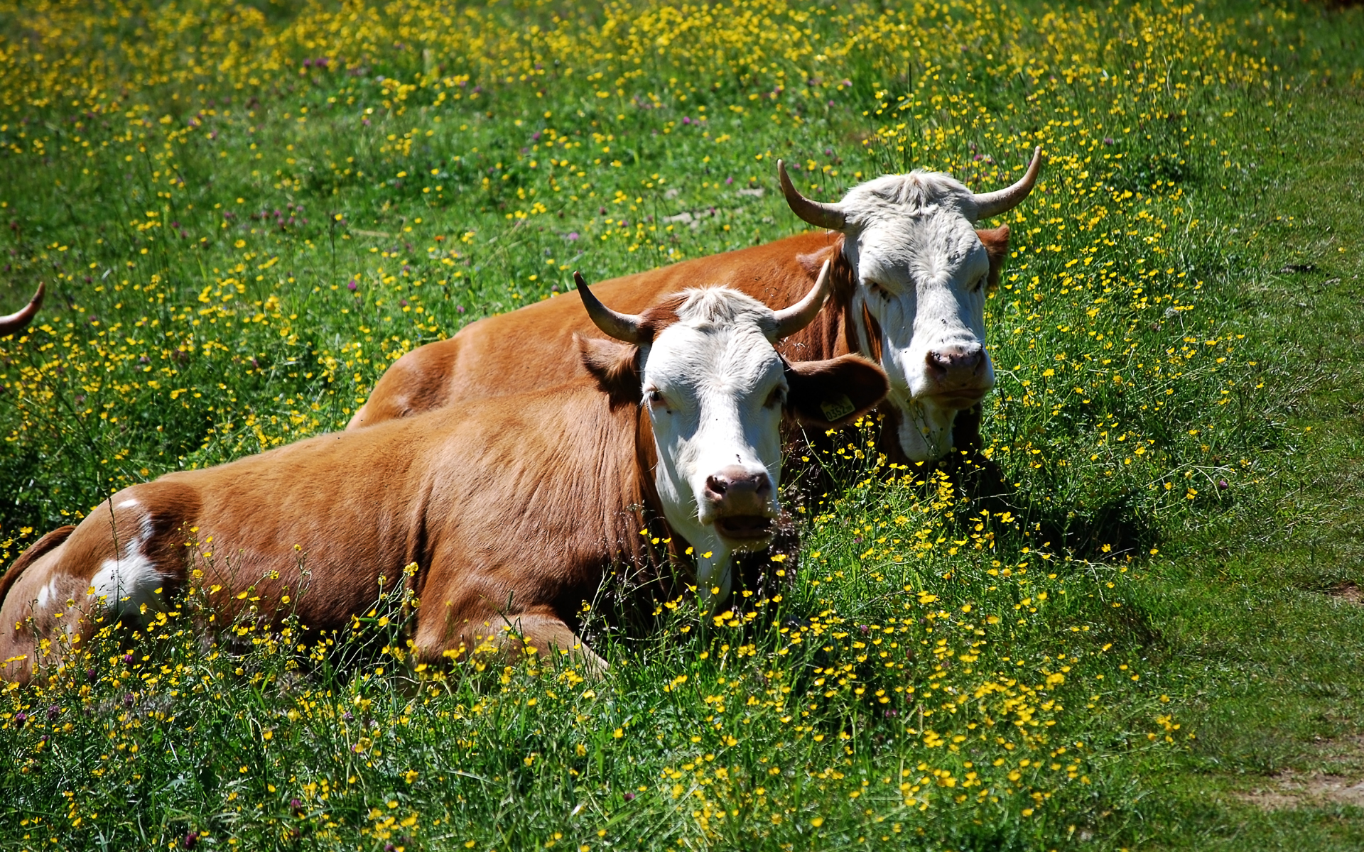 532940 скачать обои корова, животные - заставки и картинки бесплатно