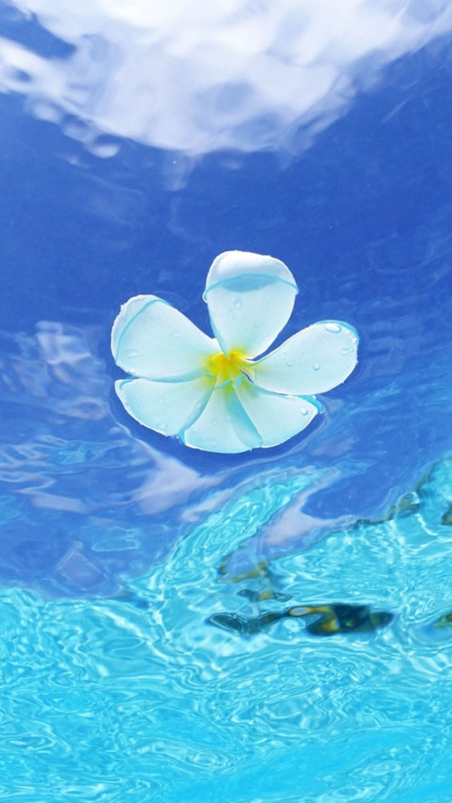 Download mobile wallpaper Flowers, Water, Flower, Ocean, Earth, Tropics for free.