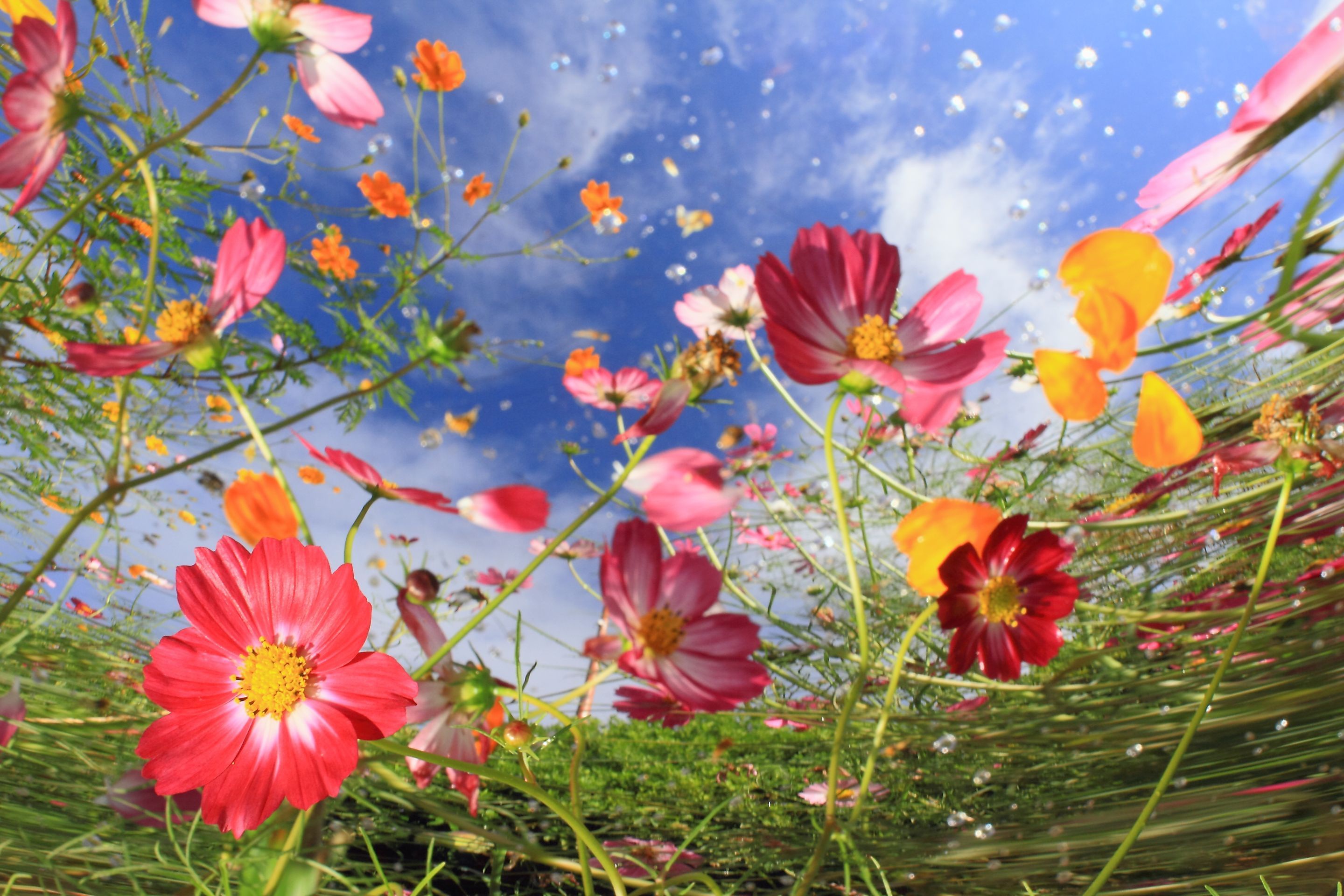 Baixe gratuitamente a imagem Natureza, Flores, Flor, Flor Rosa, Cosmos, Terra/natureza na área de trabalho do seu PC
