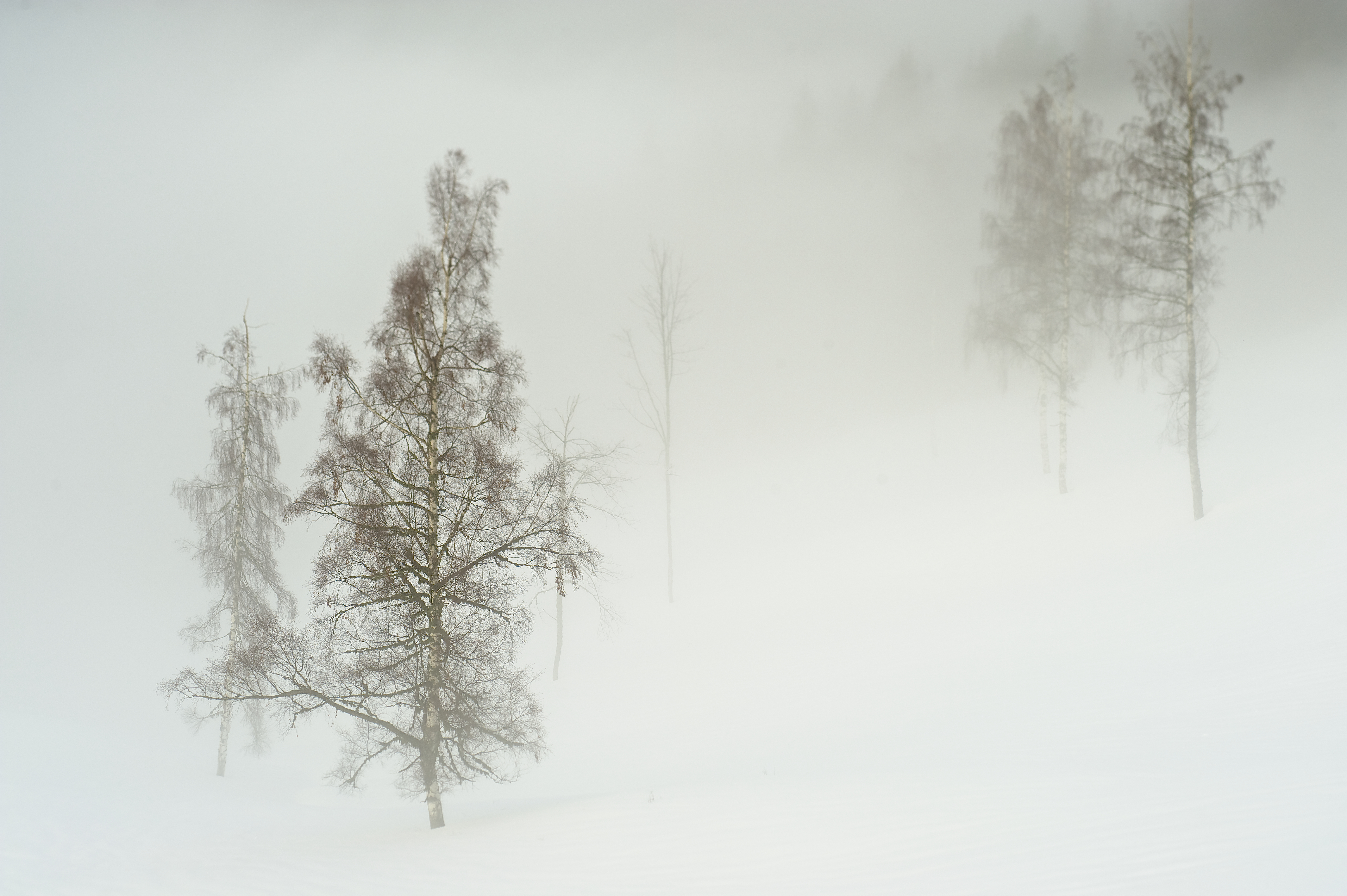Скачать картинку Зима, Природа, Дерево, Туман, Белый, Земля/природа в телефон бесплатно.