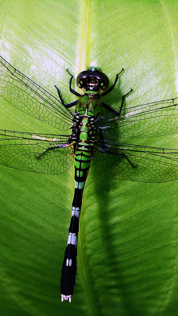 Download mobile wallpaper Insects, Leaf, Insect, Animal, Dragonfly for free.