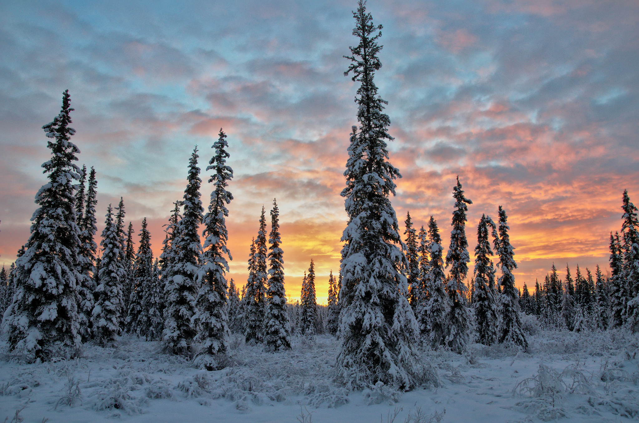 Скачать картинку Зима, Закат, Небо, Облака, Снег, Лес, Дерево, Земля/природа в телефон бесплатно.