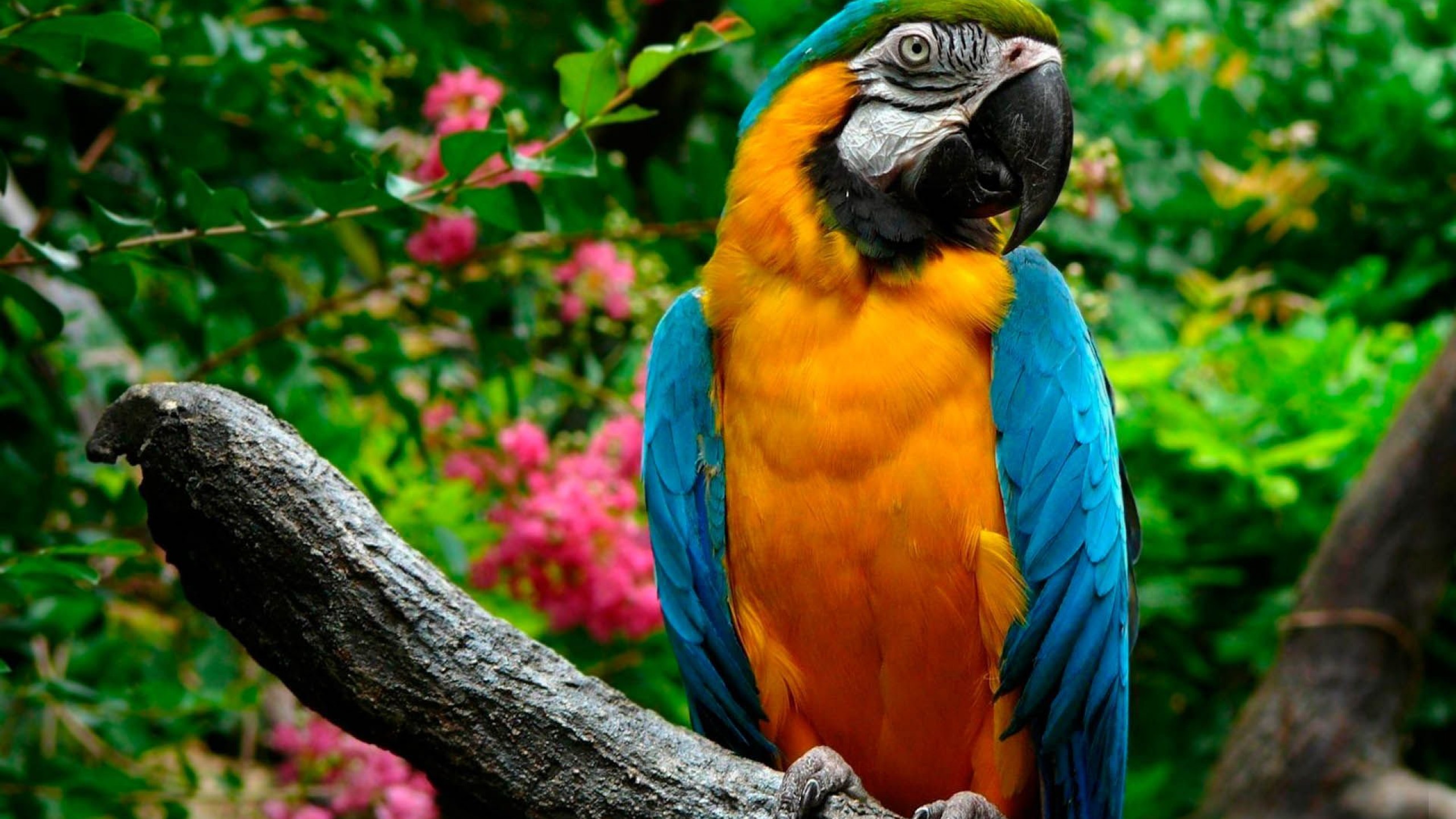 animal, blue and yellow macaw