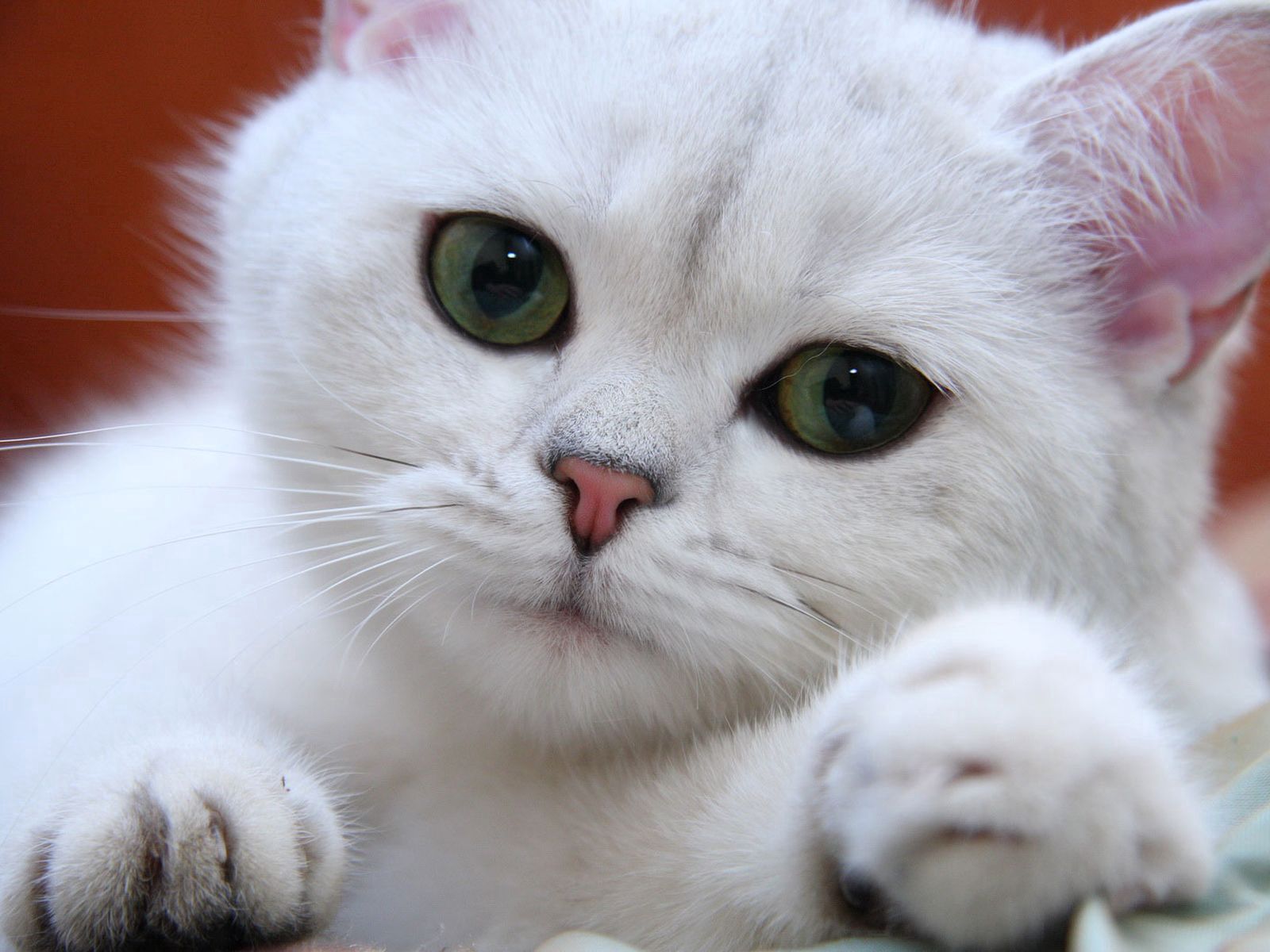 121228 завантажити шпалери тварини, білий, зелений, кіт, кішка, морда, очі, милий, кохання - заставки і картинки безкоштовно