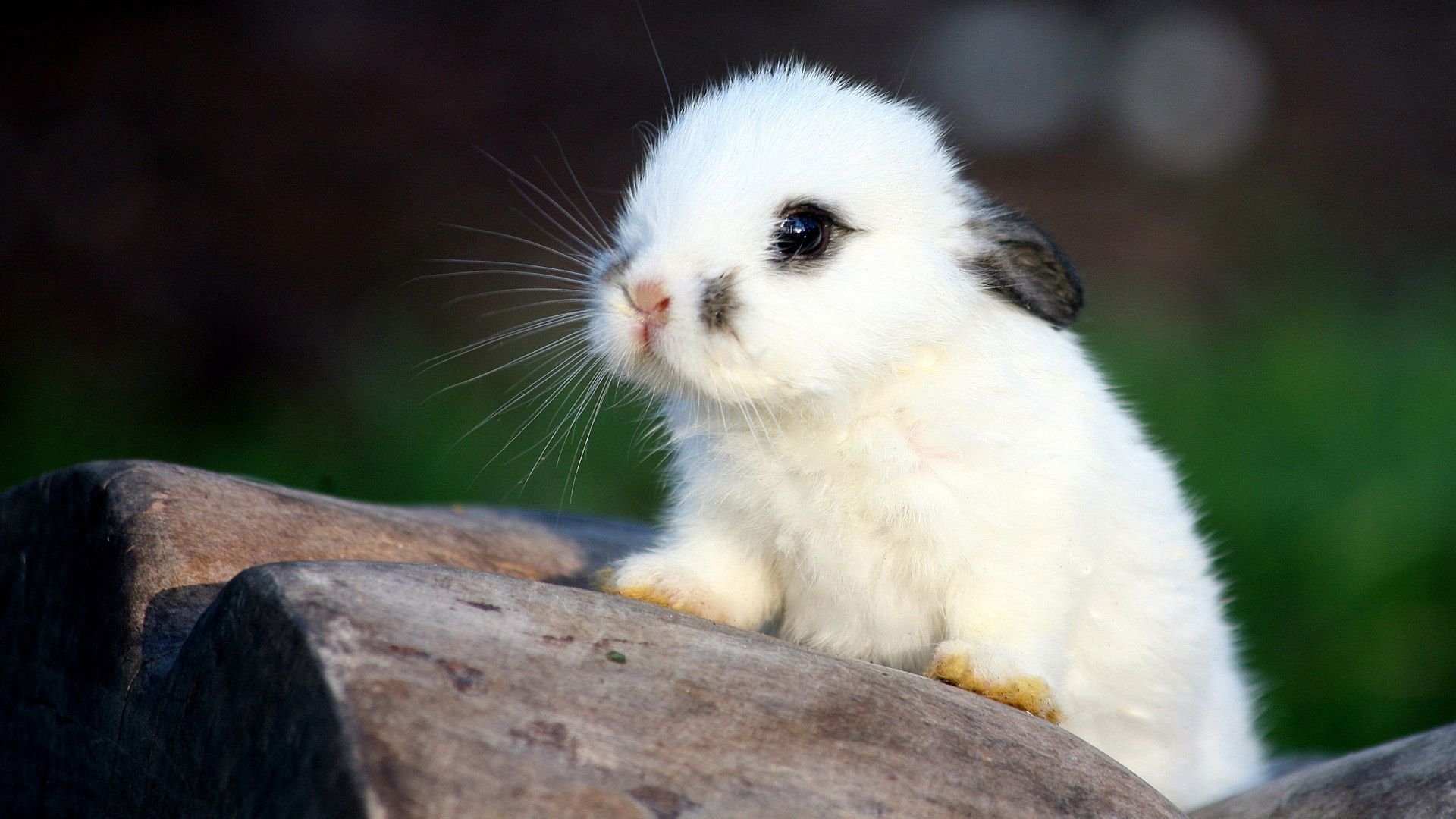 Laden Sie das Gefleckt, Fleckig, Schatz, Nett, Tiere, Kaninchen-Bild kostenlos auf Ihren PC-Desktop herunter