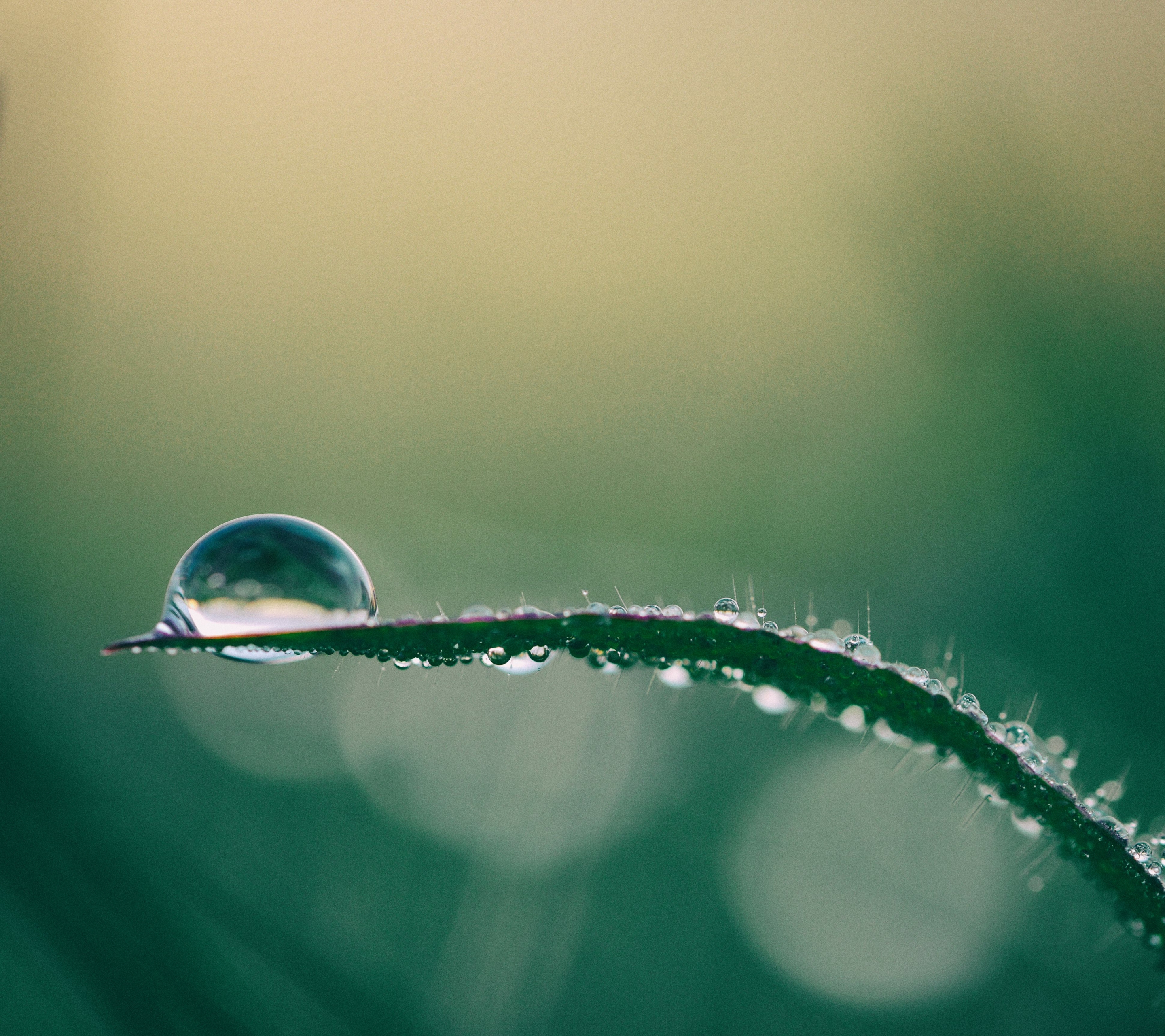 Free download wallpaper Nature, Grass, Macro, Earth, Water Drop on your PC desktop