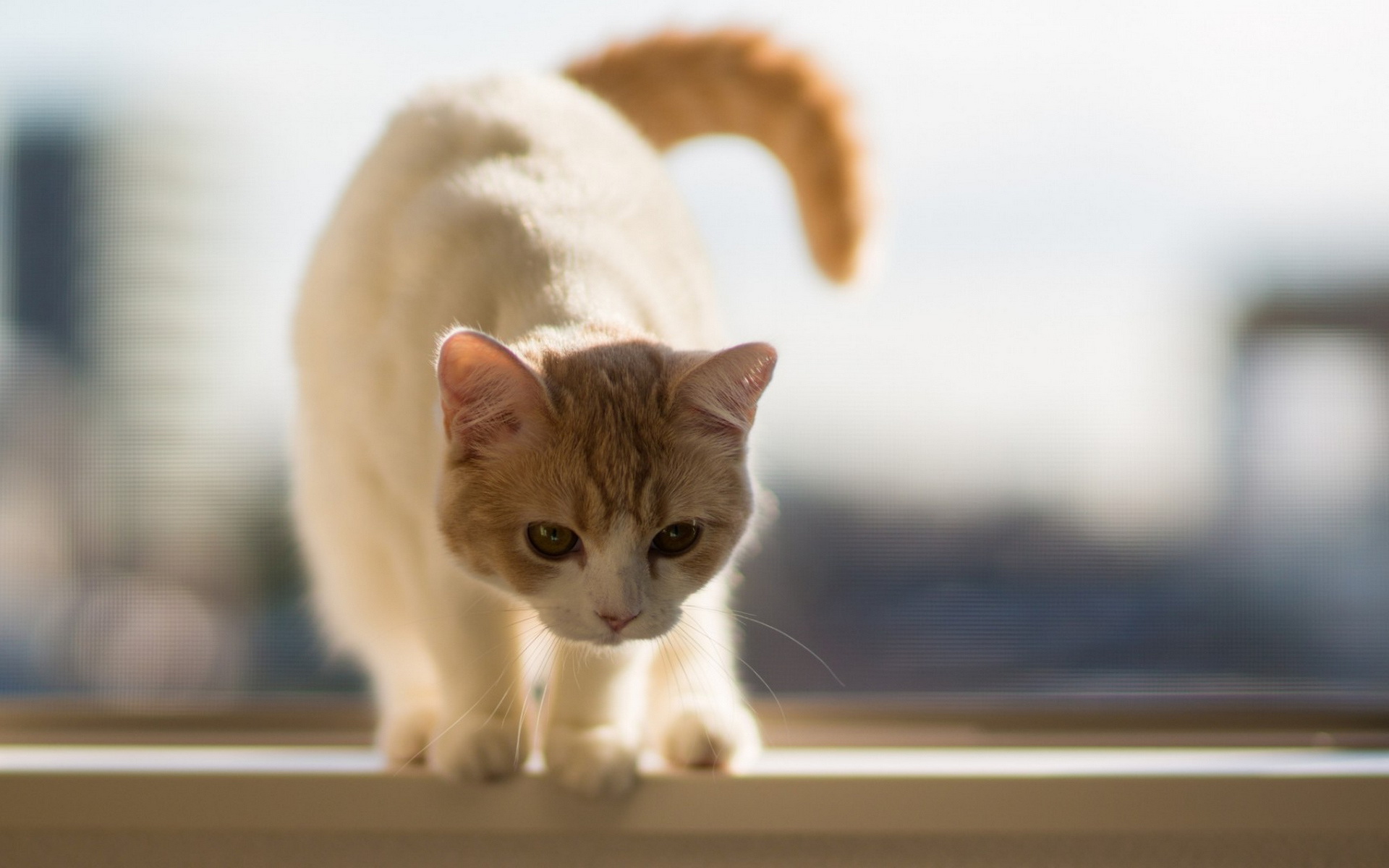 Baixar papel de parede para celular de Animais, Gatos, Gato gratuito.