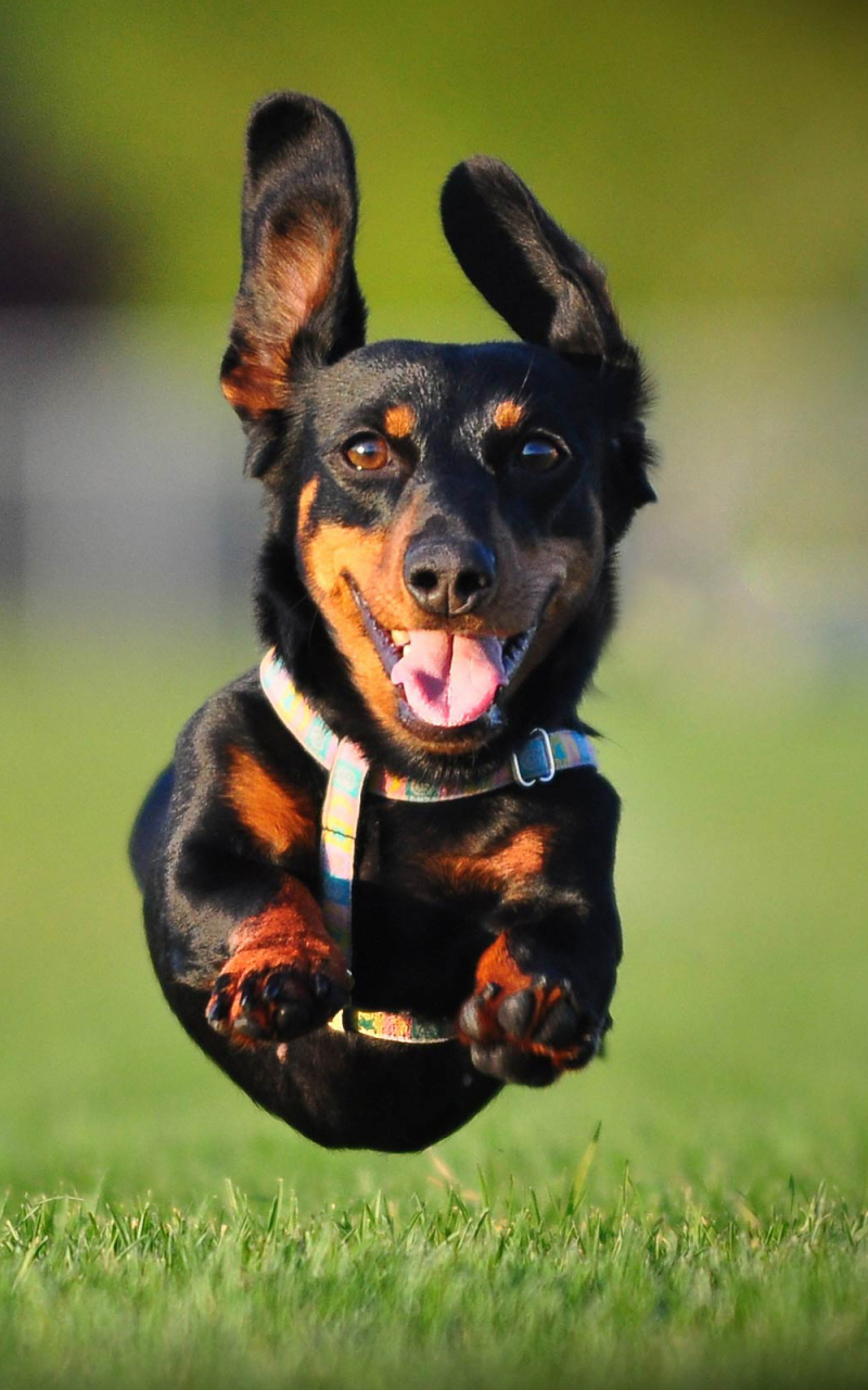 Download mobile wallpaper Dogs, Animal, Jump, Dachshund for free.