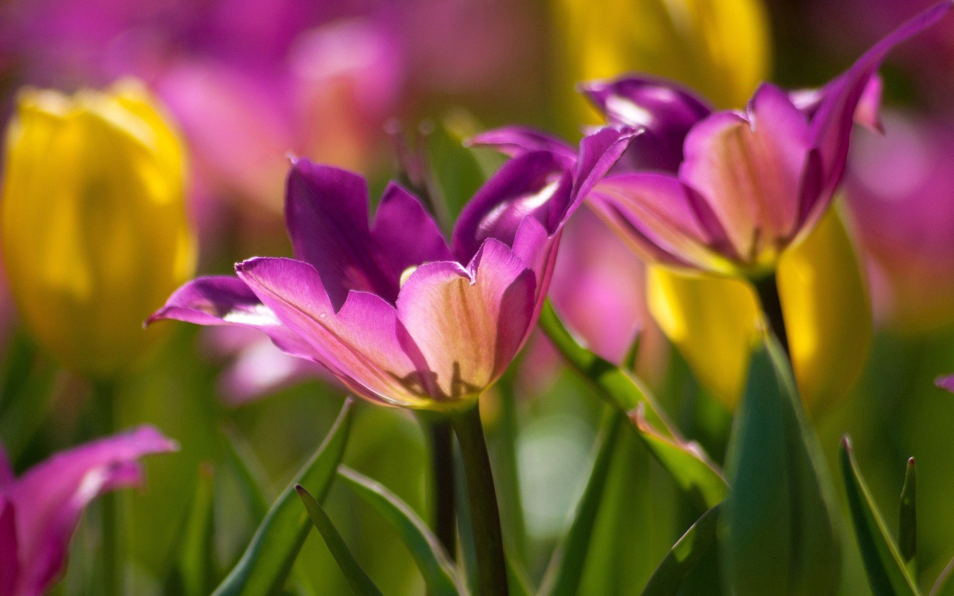 Laden Sie das Grass, Blütenblätter, Stengel, Stiel, Pflanze, Blumen-Bild kostenlos auf Ihren PC-Desktop herunter
