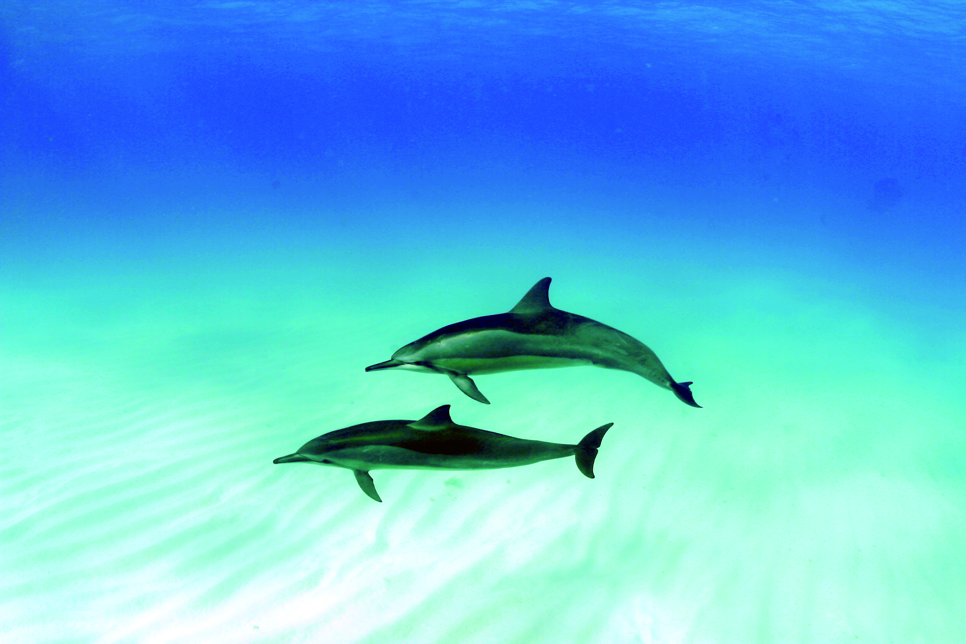 Descarga gratuita de fondo de pantalla para móvil de Animales, Delfin, Delfín Girador.