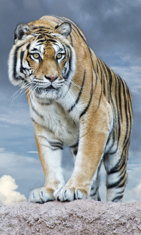 Download mobile wallpaper Cats, Tiger, Animal for free.