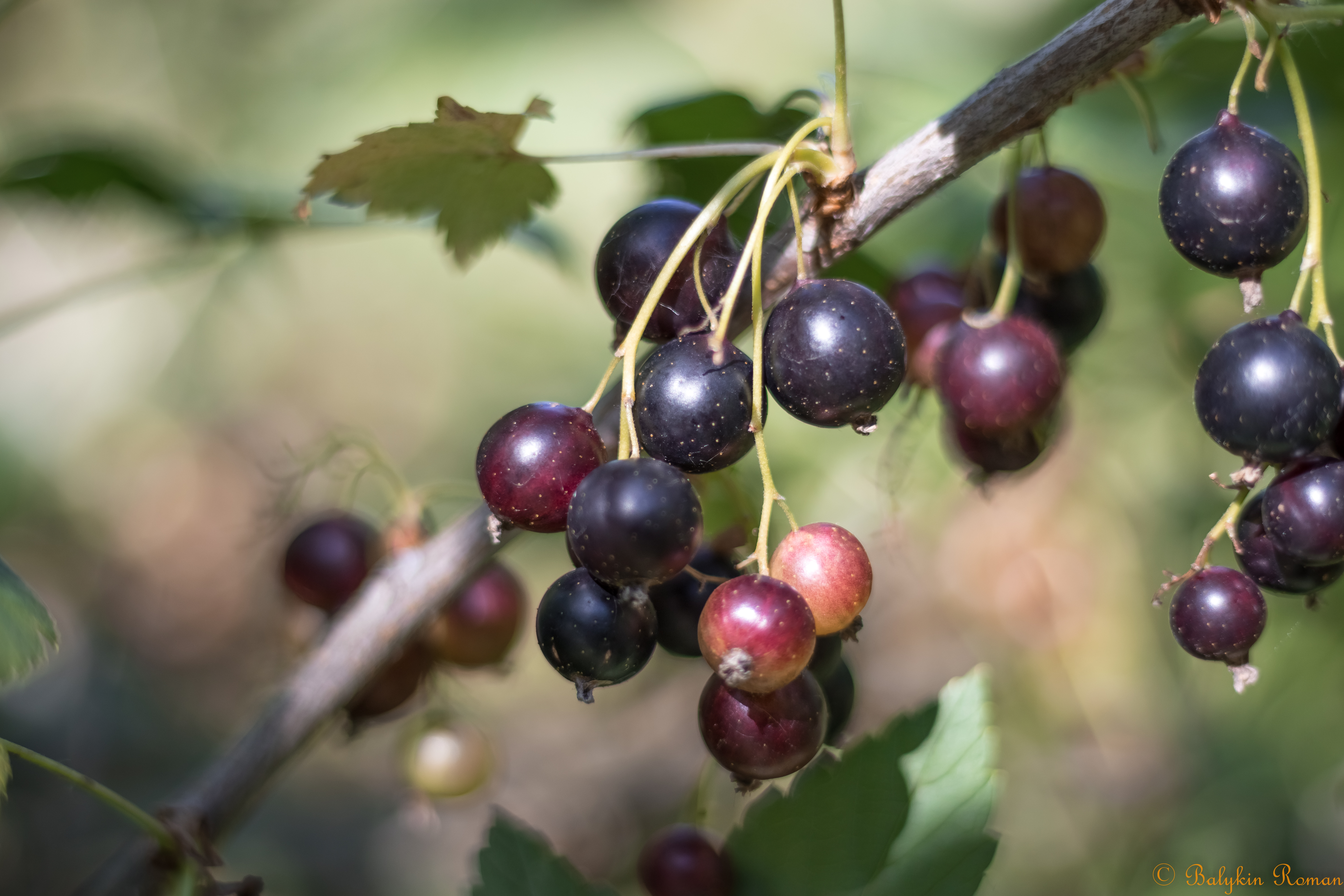 Free download wallpaper Food, Berry on your PC desktop