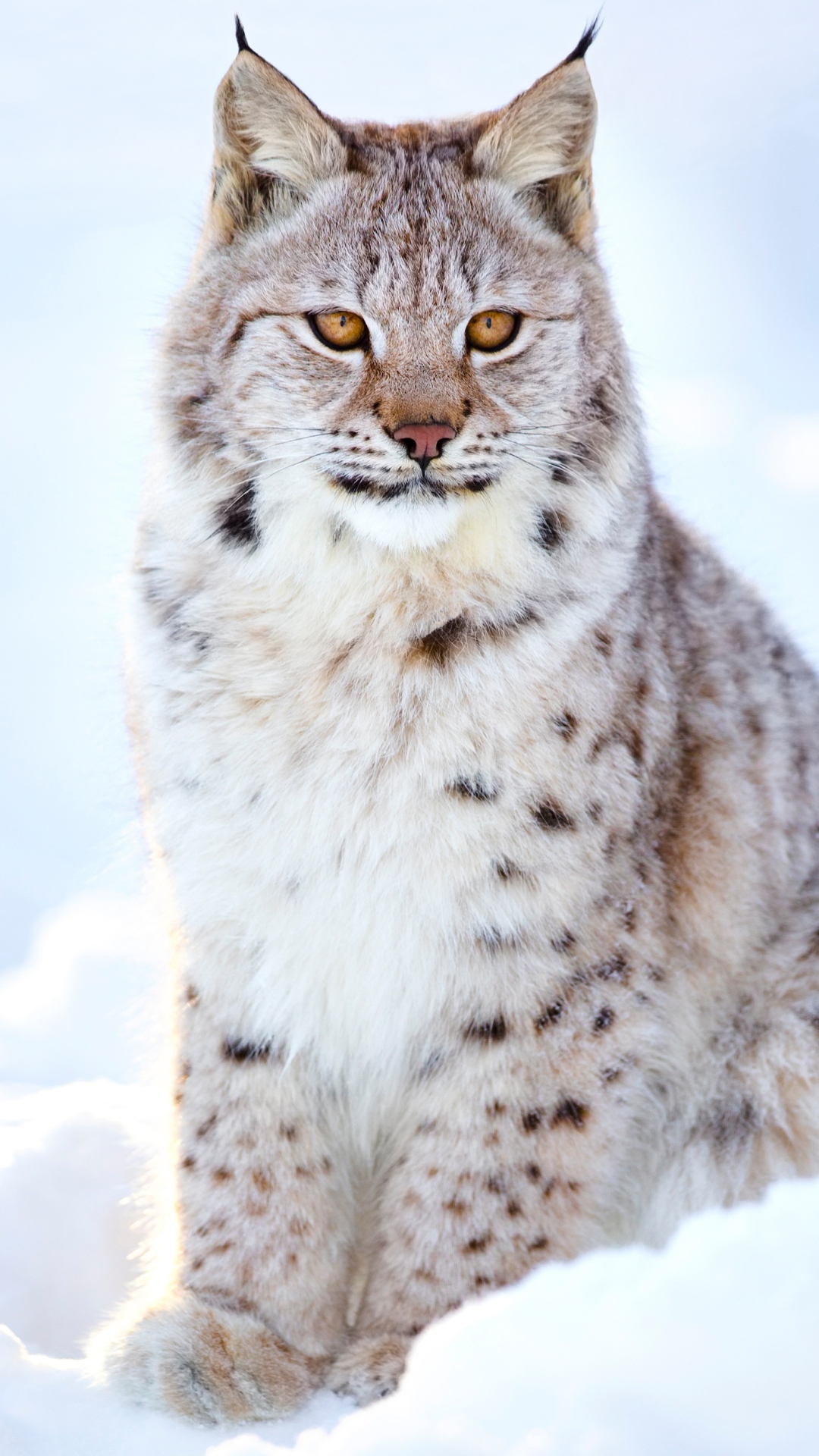 Descarga gratuita de fondo de pantalla para móvil de Animales, Gatos, Nieve, Lince.