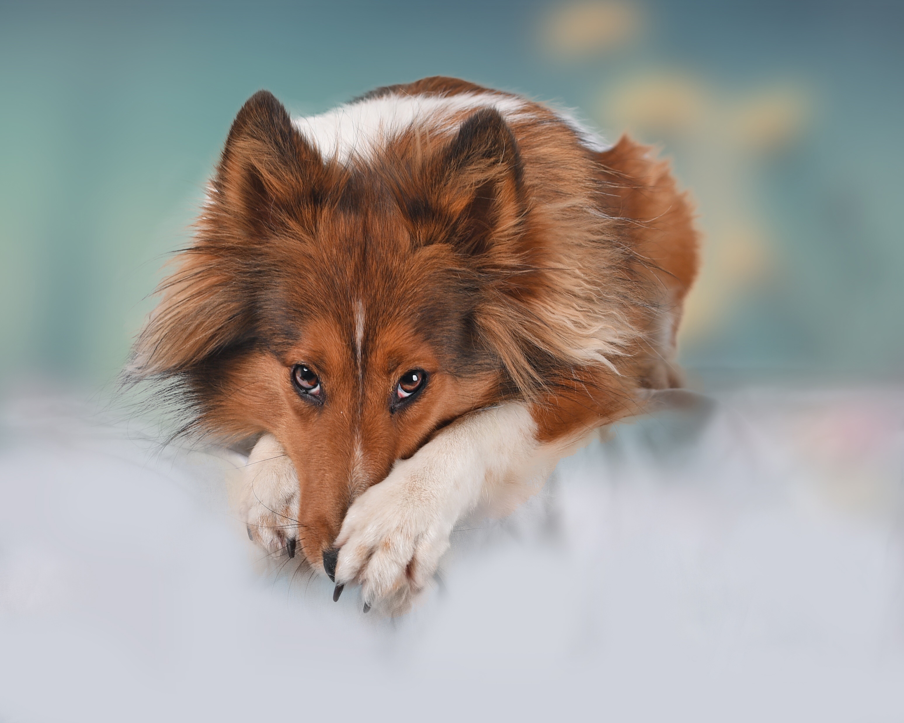 Download mobile wallpaper Dogs, Dog, Animal, Shetland Sheepdog, Stare for free.