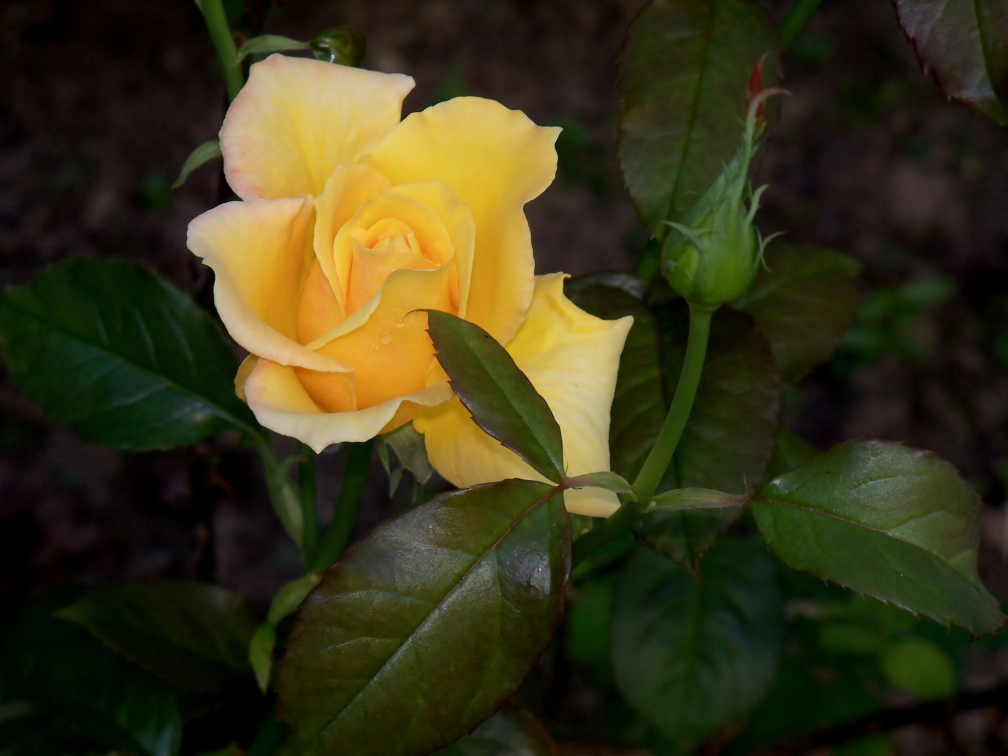 earth, rose, bud, flower, yellow rose, flowers
