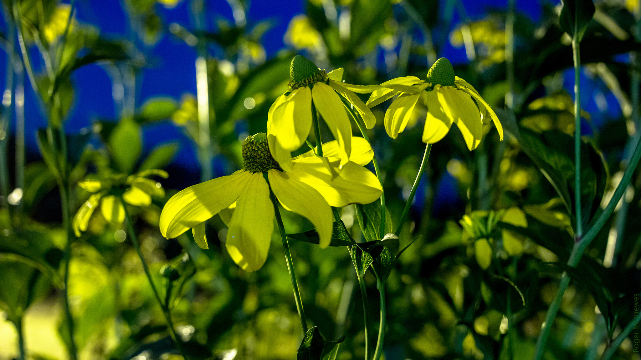 Handy-Wallpaper Natur, Blumen, Blume, Nahansicht, Sonnig, Gelbe Blume, Erde/natur kostenlos herunterladen.